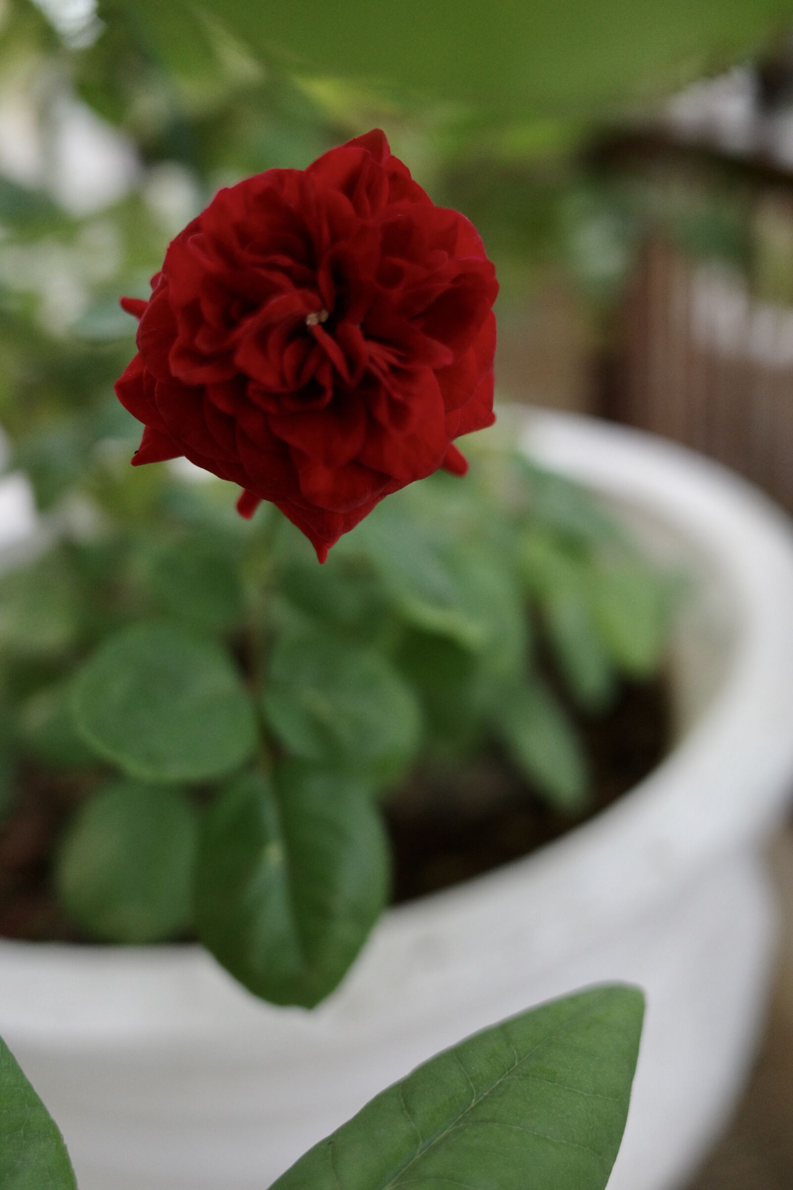Ricoh GR III sample photo. Rose, plant, flower photography