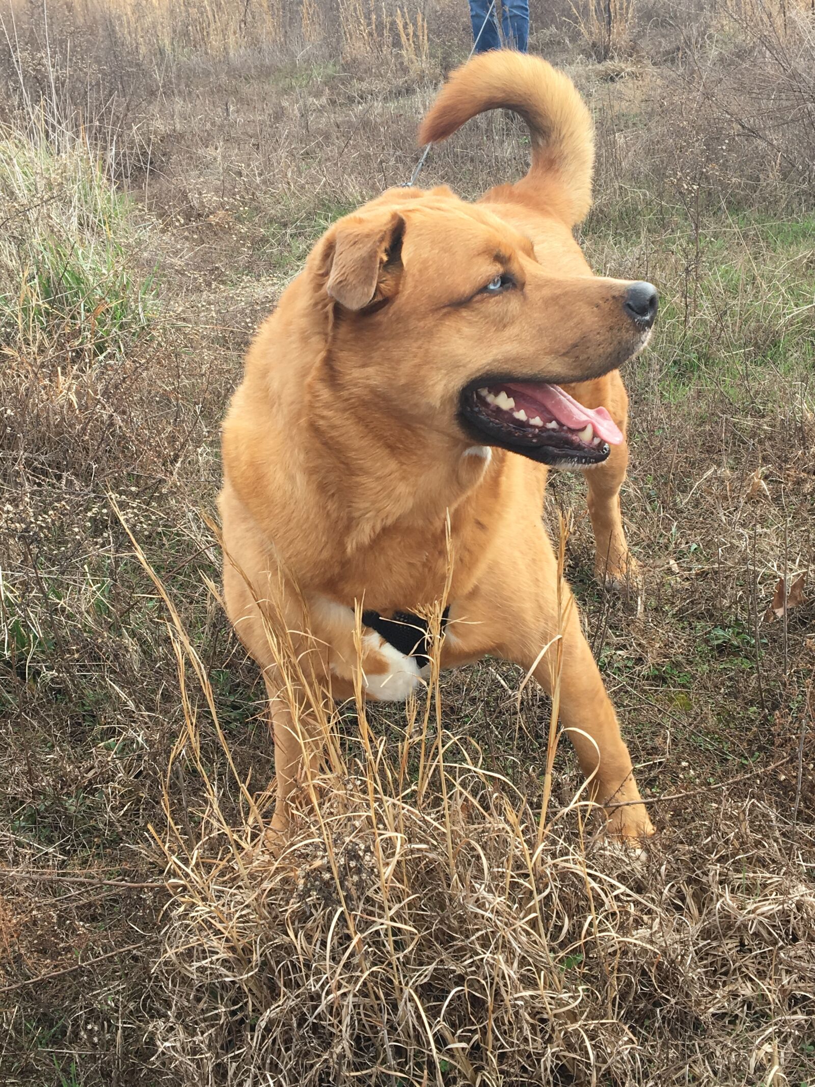 Apple iPhone 6s sample photo. Blue, eyed, dog, carol photography