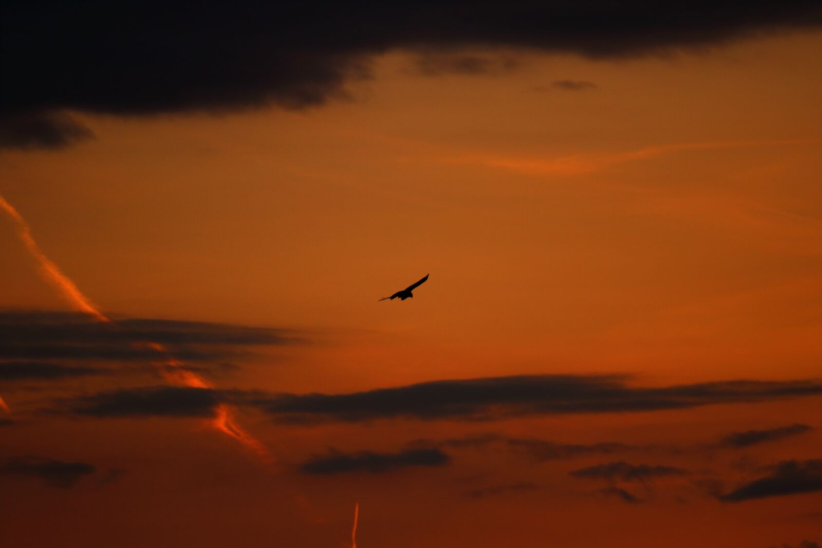 Canon EOS 750D (EOS Rebel T6i / EOS Kiss X8i) sample photo. Bird, buzzard, common buzzard photography