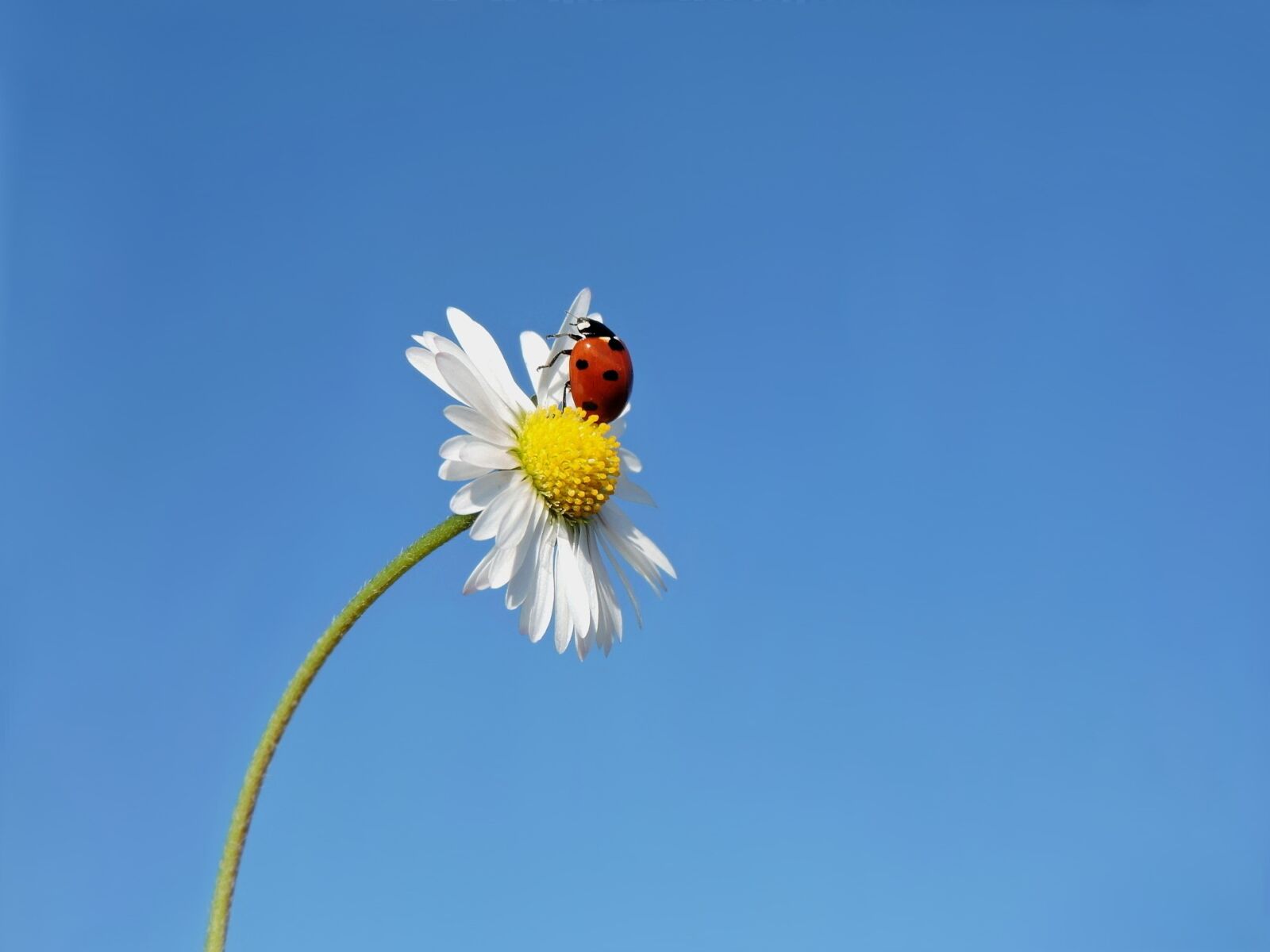 Nikon Coolpix P600 sample photo. Ladybug, seven-spot ladybird, lucky photography