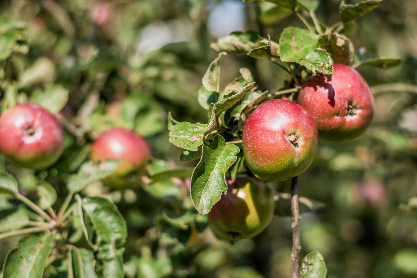Nikon D5600 sample photo. Apple, apples, fetus photography