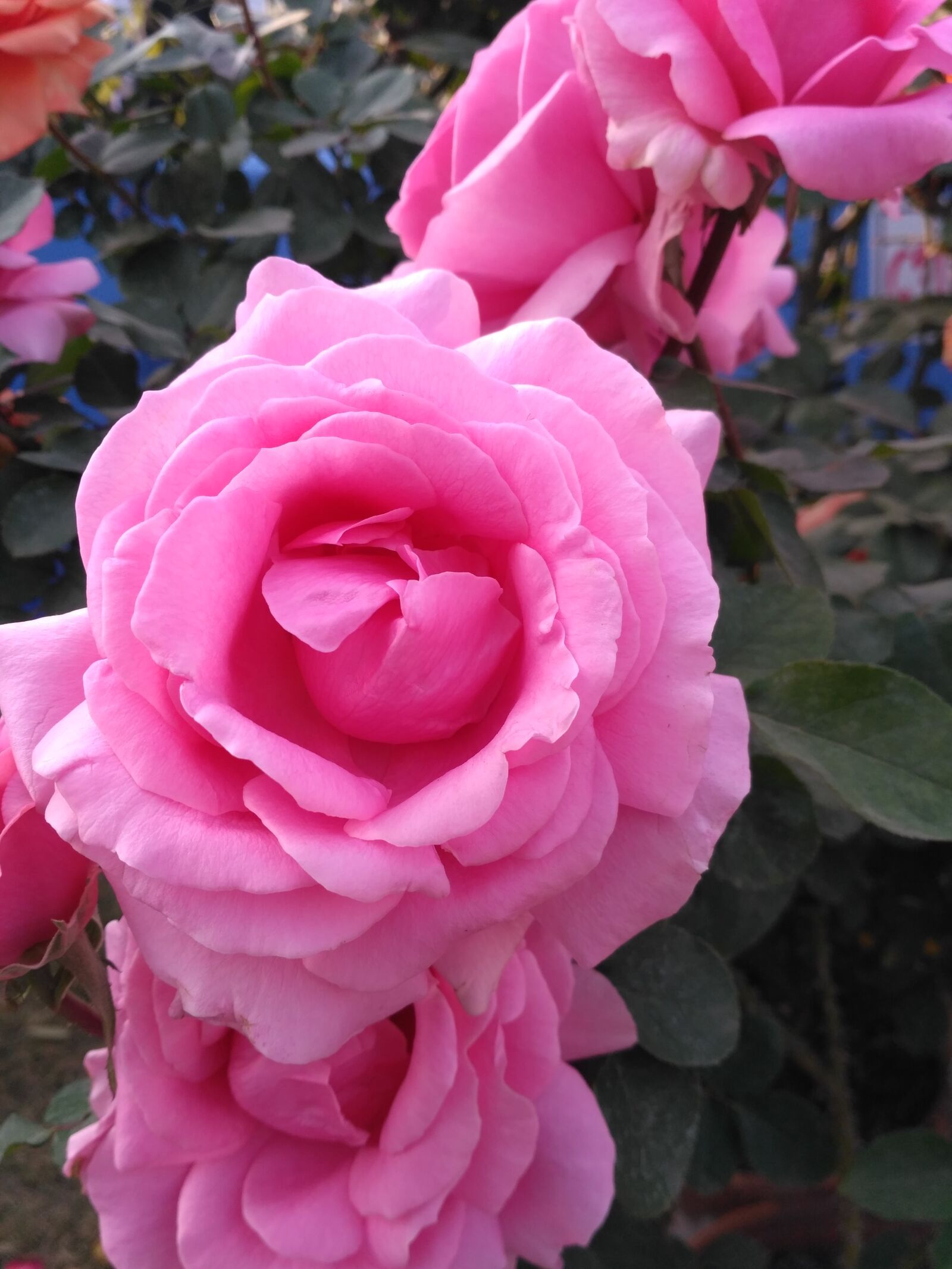 Xiaomi Redmi 3S sample photo. Flower, rose, petal photography