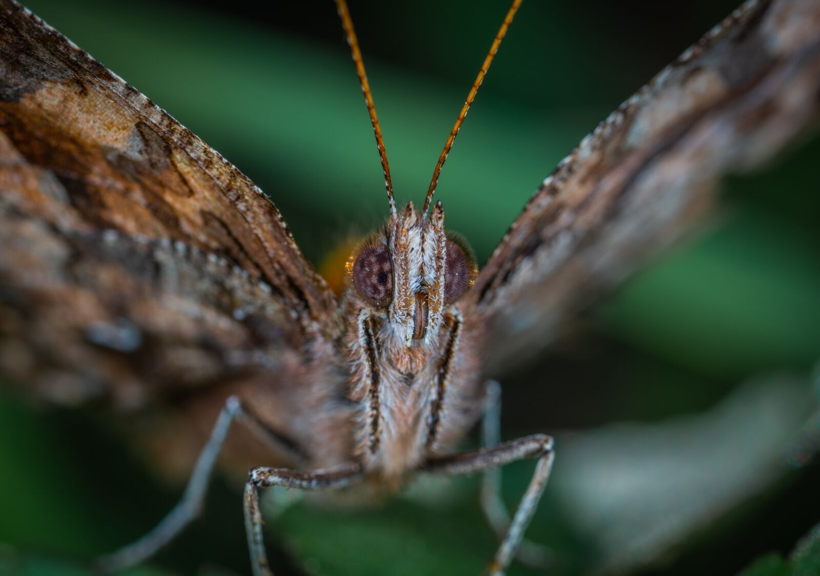 #124 65/2.8 sample photo. Butterfly, lepidoptera, macro photography