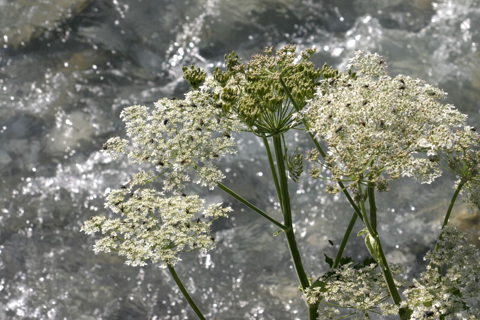 Canon EOS 300D (EOS Digital Rebel / EOS Kiss Digital) sample photo. Water, flowers, nature photography