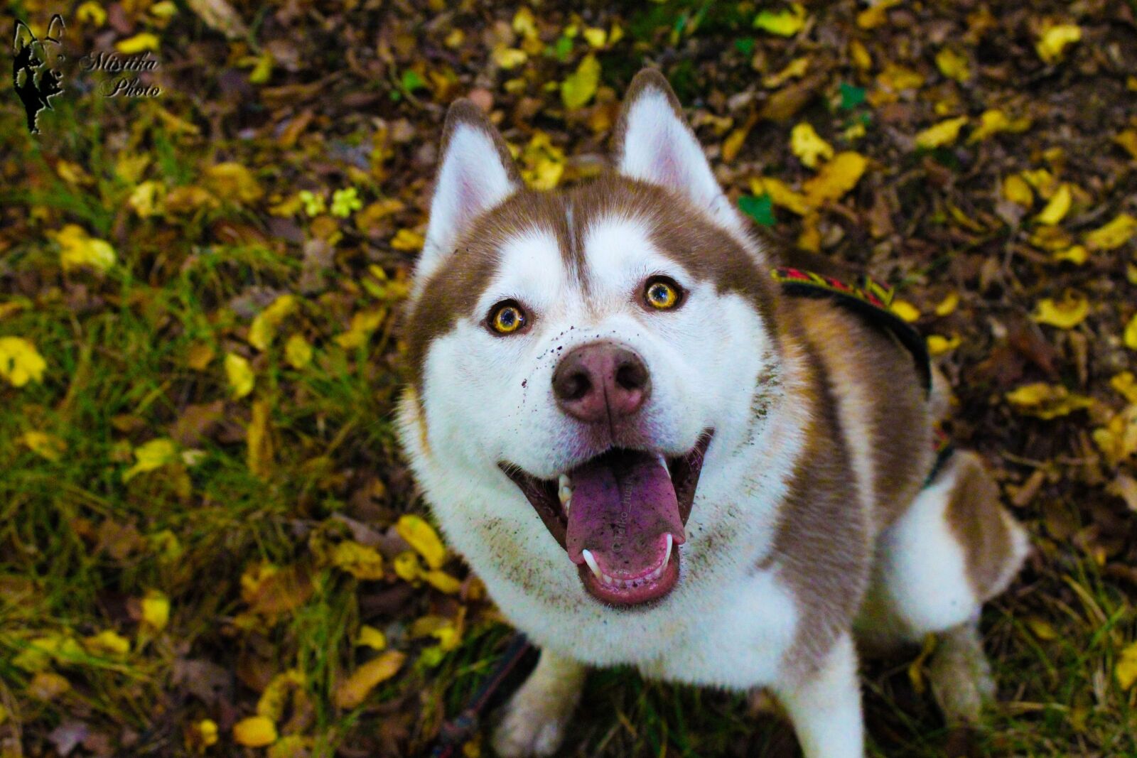 Canon EOS 1300D (EOS Rebel T6 / EOS Kiss X80) sample photo. Husky, huskies, dog photography