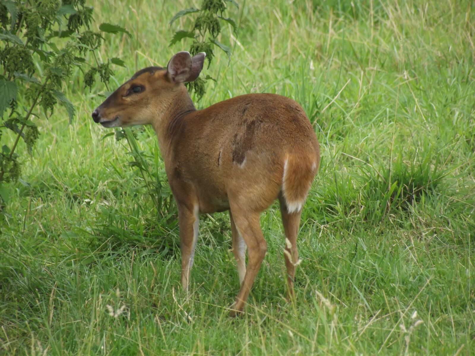 FujiFilm FinePix S2950 (FinePix S2990) sample photo. Deer, bambi, cute photography