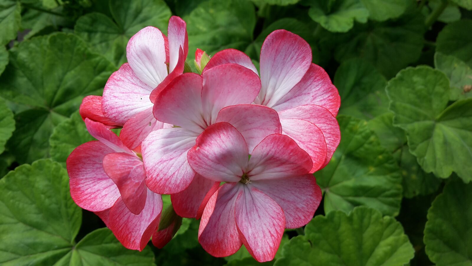 Samsung Galaxy S5 Mini sample photo. Geranium, perenial, beautiful photography