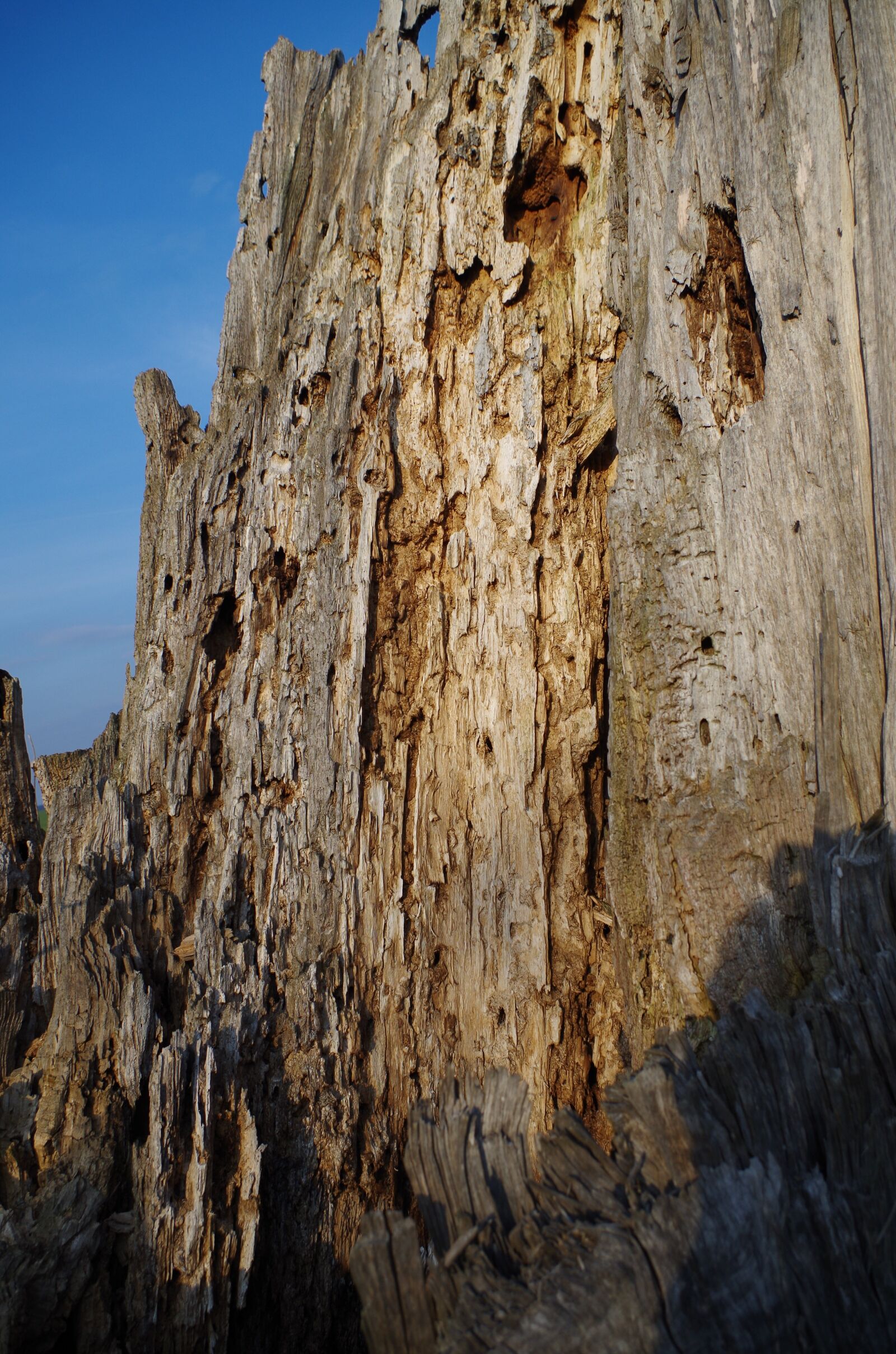 Pentax K-500 sample photo. Dry, old, tree photography