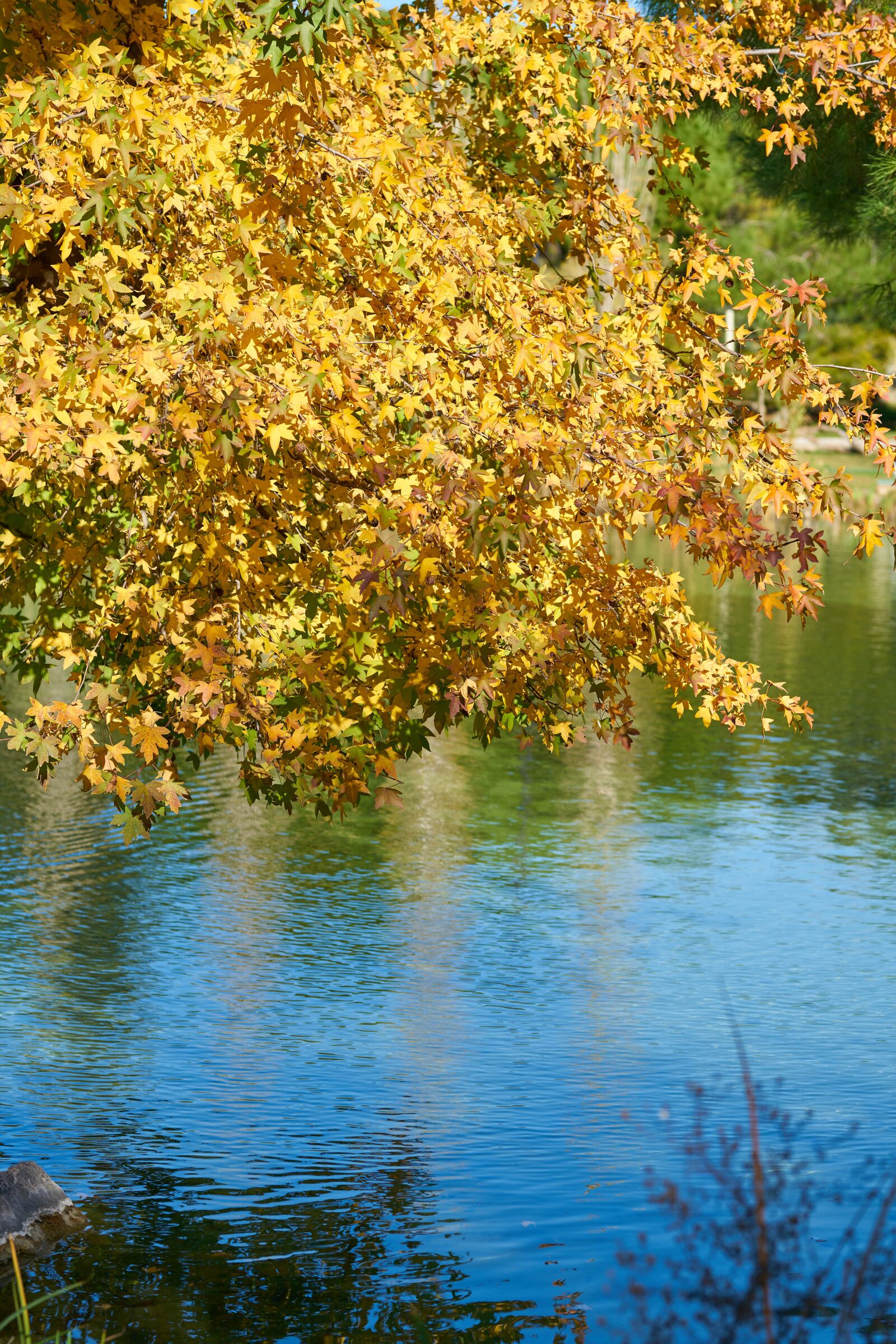 Sigma 85mm F1.4 DG HSM Art sample photo. Autumn, leaves, nature photography
