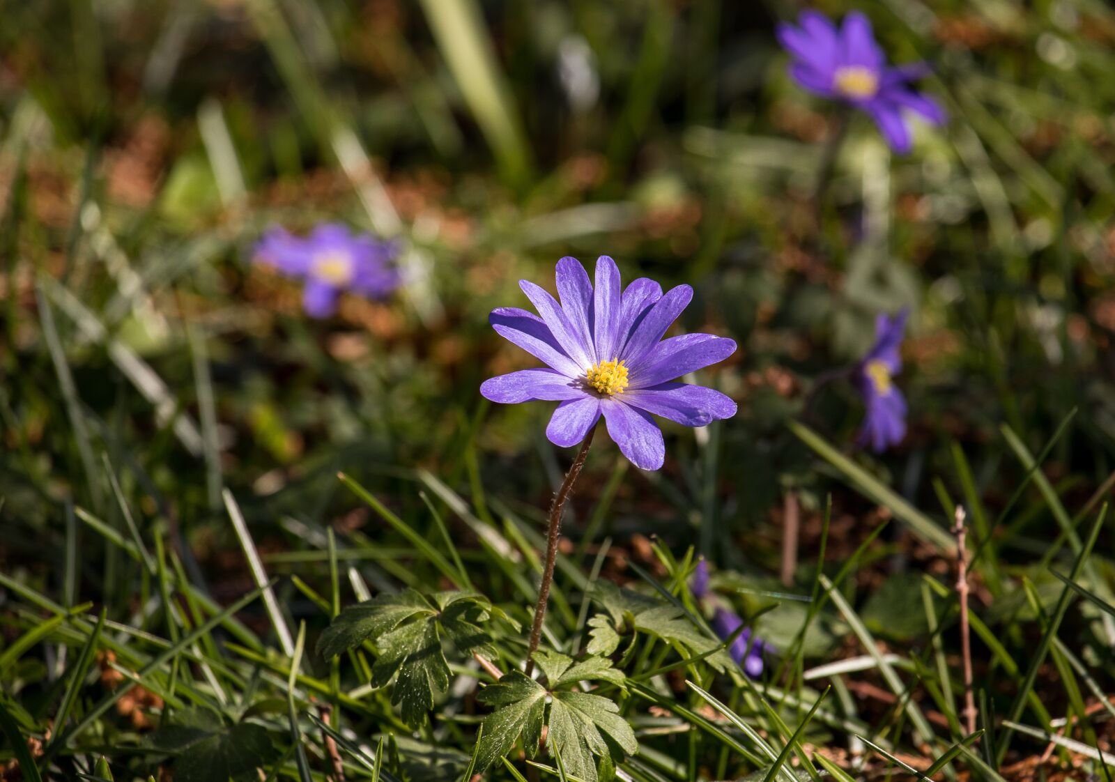 Canon EF-S 55-250mm F4-5.6 IS STM sample photo. Flower, plant, blossom photography