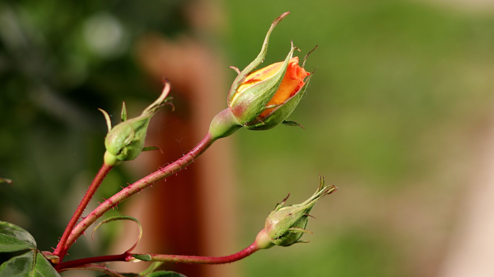 Canon EF 70-300 F4-5.6 IS II USM sample photo. Rose, bud, rose bloom photography