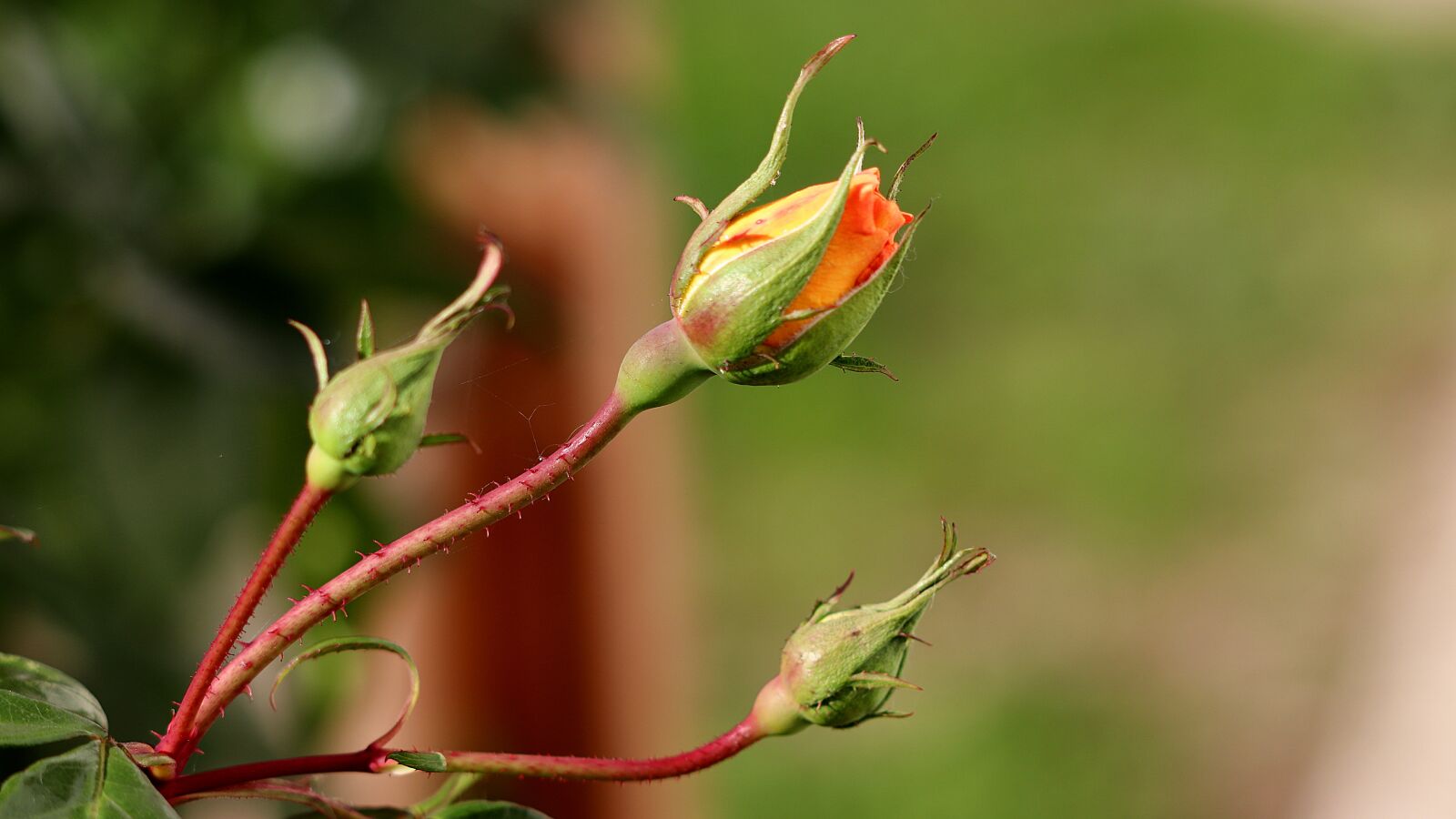 Canon EOS 77D (EOS 9000D / EOS 770D) + Canon EF 70-300 F4-5.6 IS II USM sample photo. Rose, bud, rose bloom photography