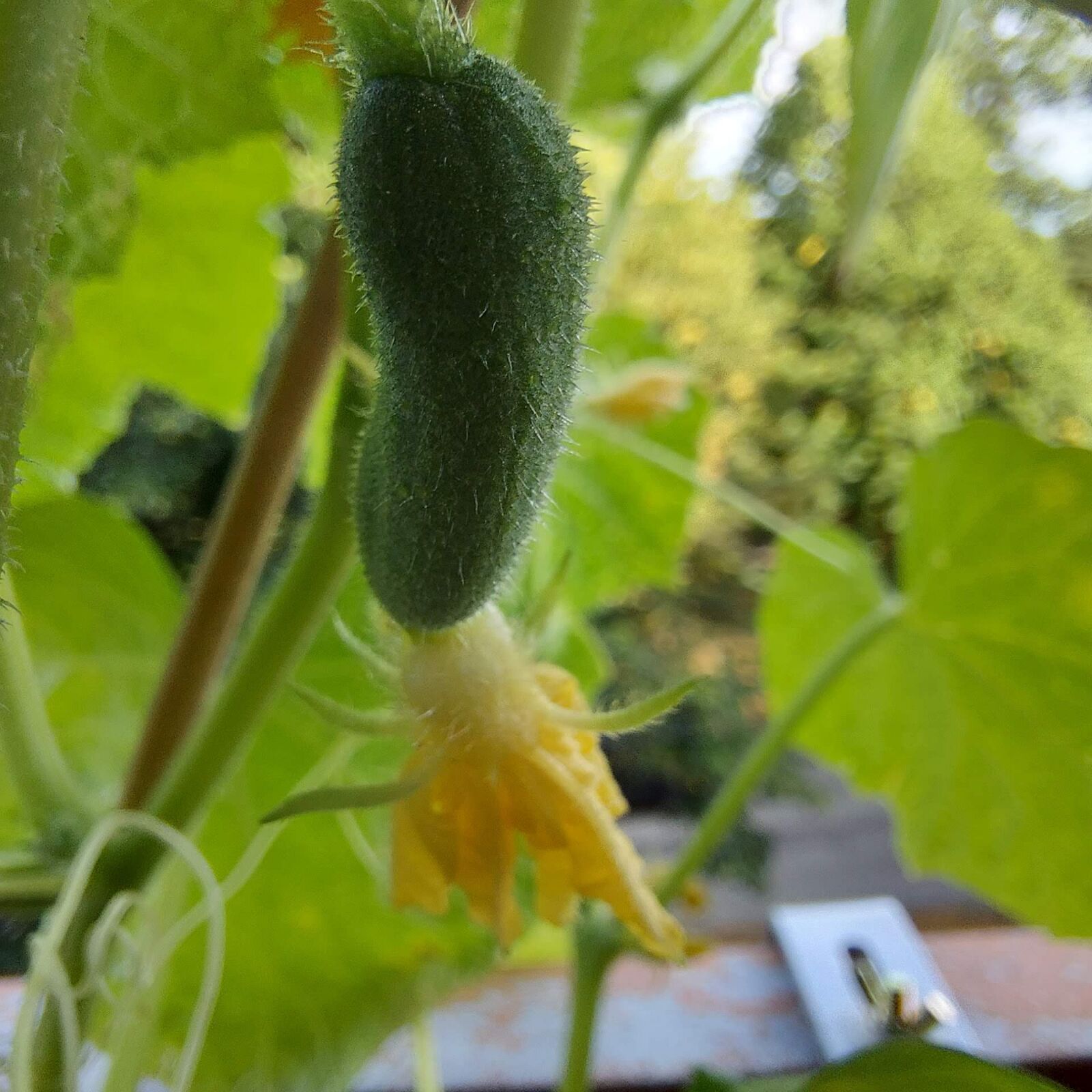 Samsung SM-G770F sample photo. Cucumber, pickling cucumber, young photography