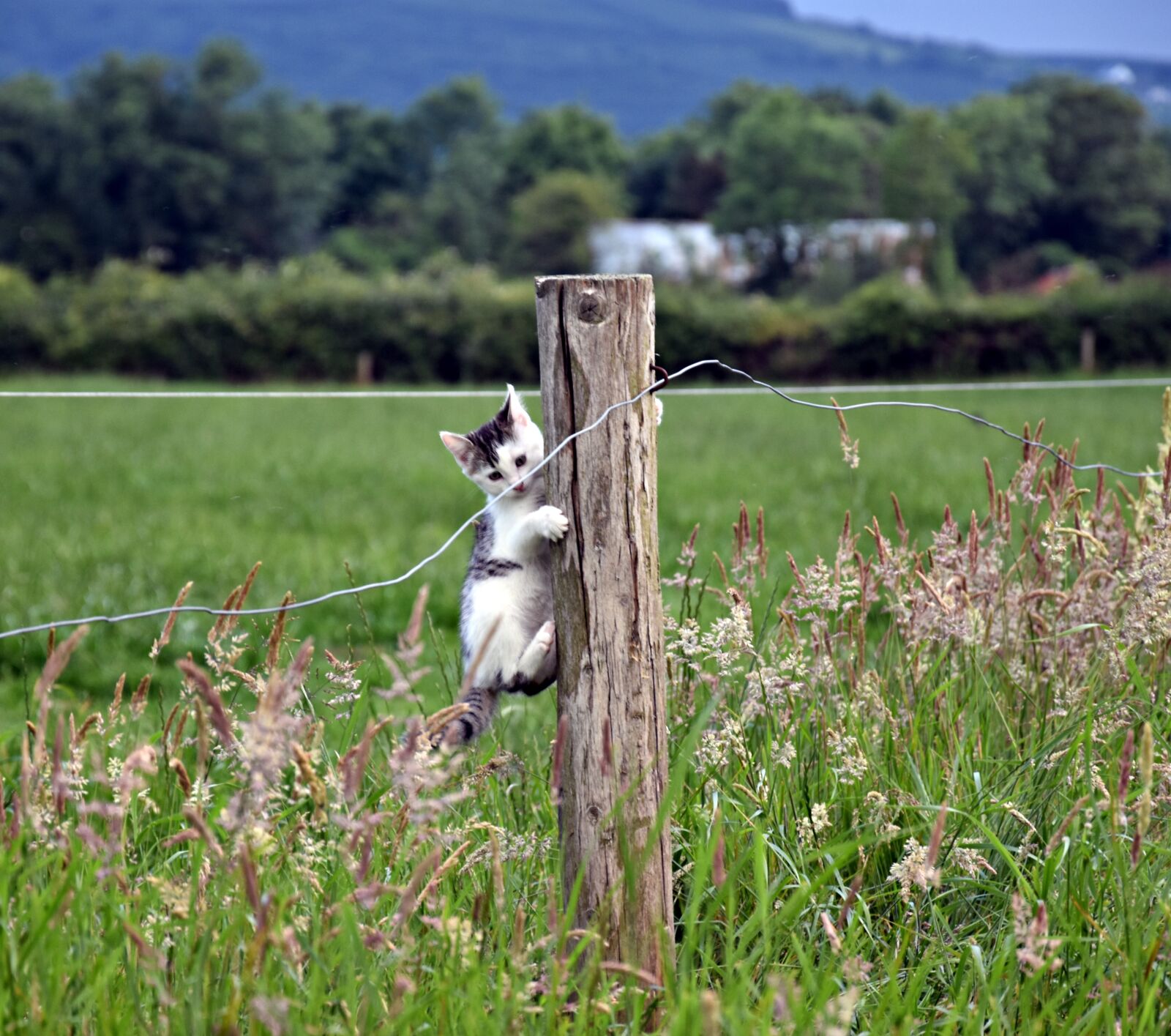 Nikon D3400 sample photo. Nature, grass, animal photography