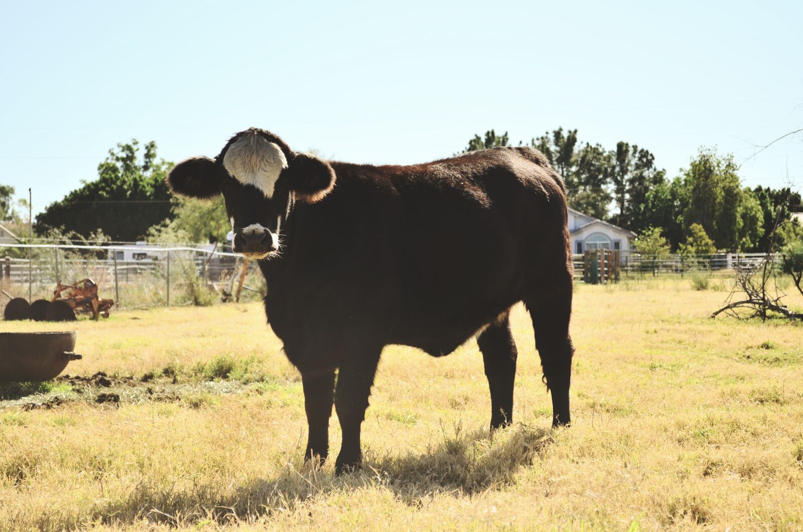 Nikon D5100 sample photo. Cow, farm, cows photography