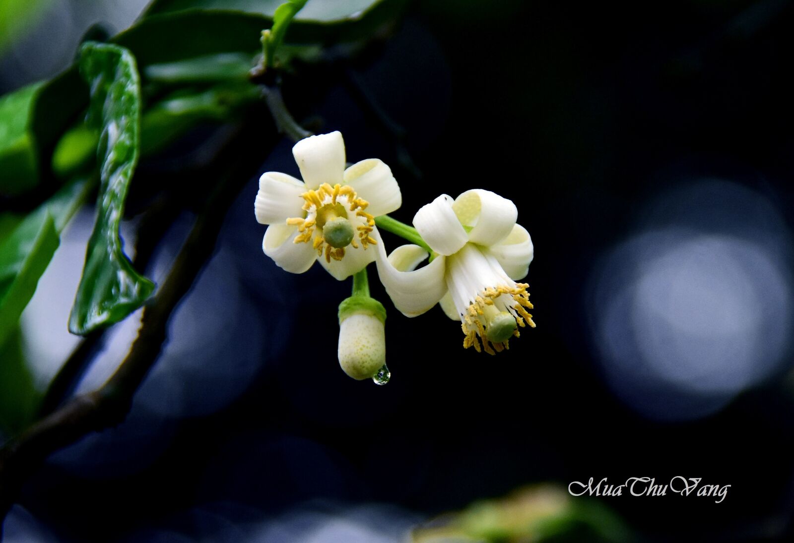 Nikon D7200 sample photo. Grapefruit, white, fragrant photography