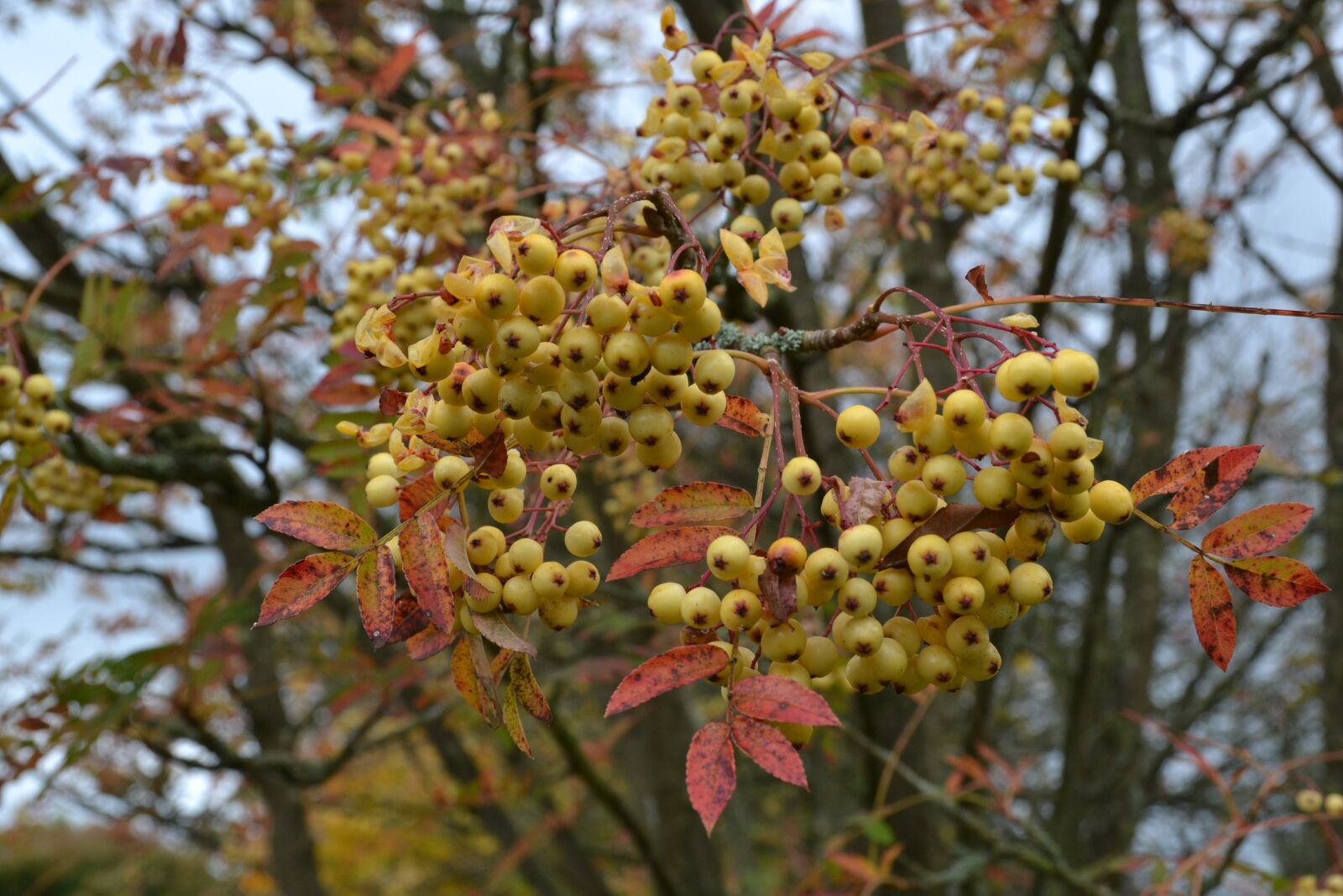 Nikon D3100 sample photo. Autumn, fall, berries photography