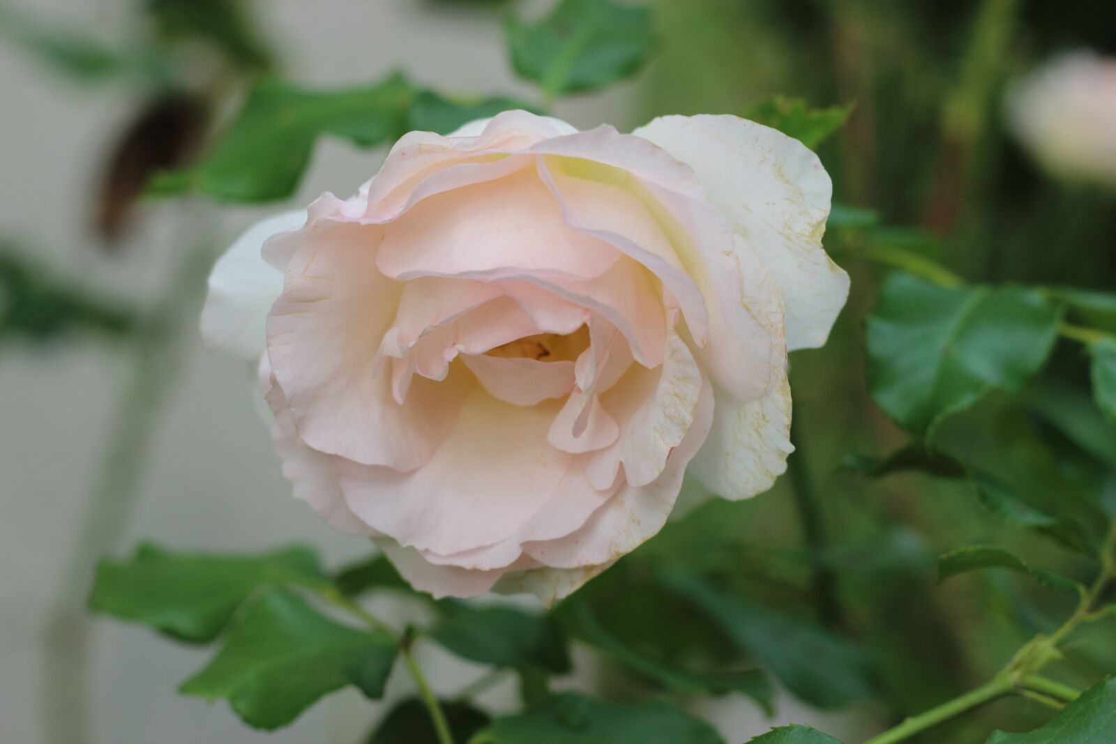 Canon EOS 600D (Rebel EOS T3i / EOS Kiss X5) + Canon EF 50mm F1.8 STM sample photo. Flowers, garden, flower photography