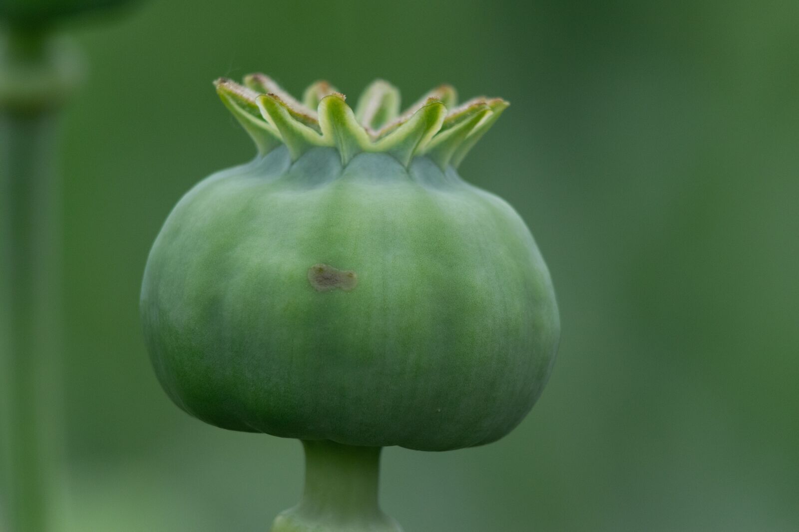 Nikon D3300 sample photo. Poppy, flower, flora photography