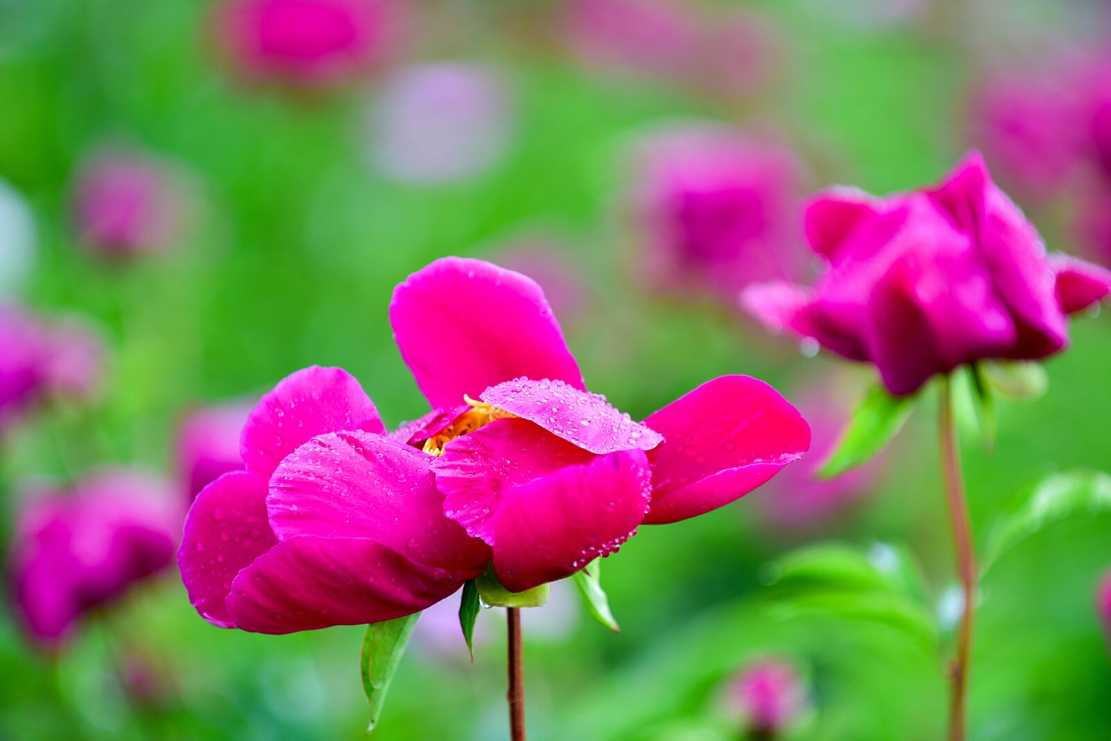 Nikon D810 sample photo. Flowers, peonies, plants photography
