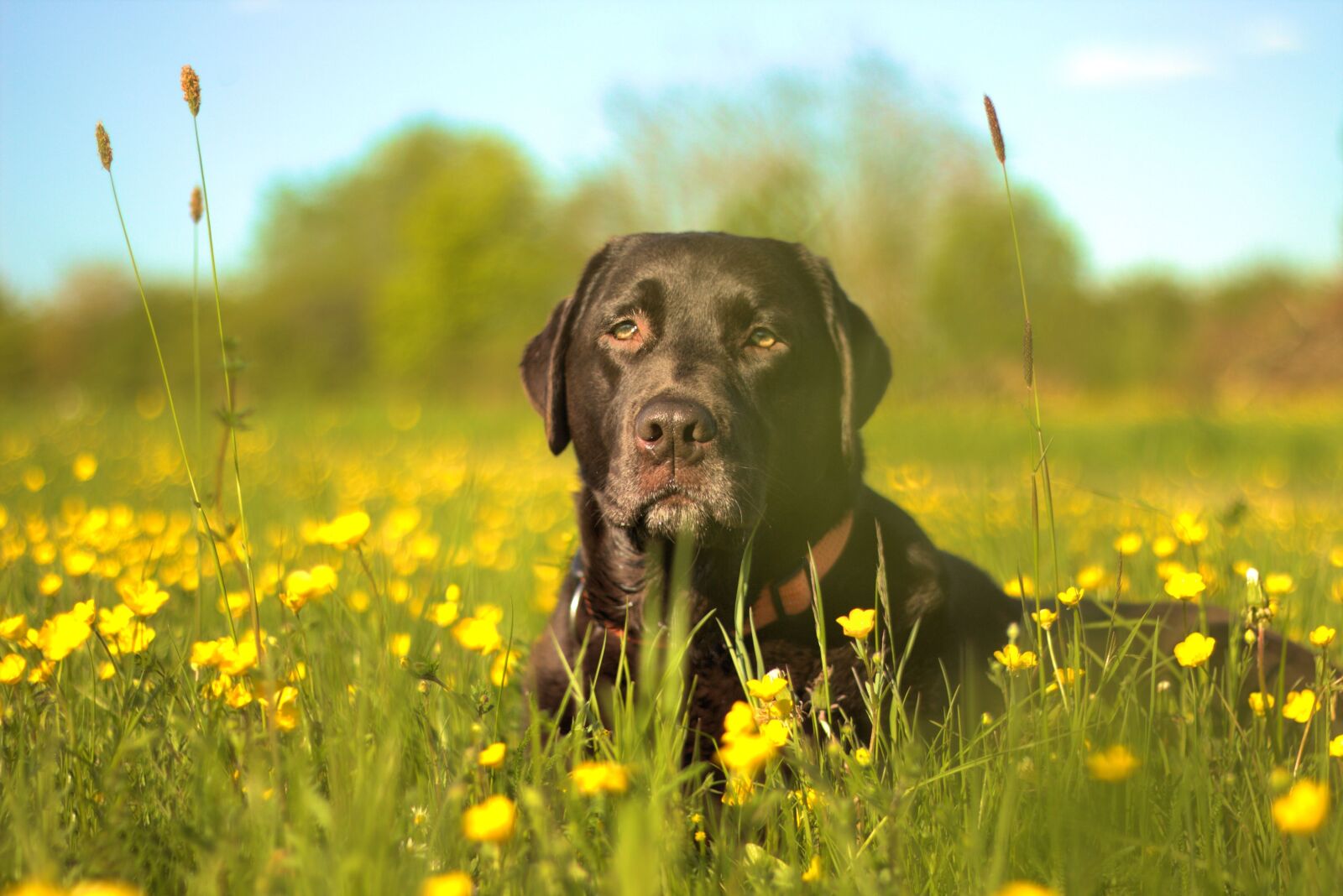 Canon EOS 700D (EOS Rebel T5i / EOS Kiss X7i) + Canon EF 50mm F1.8 II sample photo. Labrador, dog, flower meadow photography