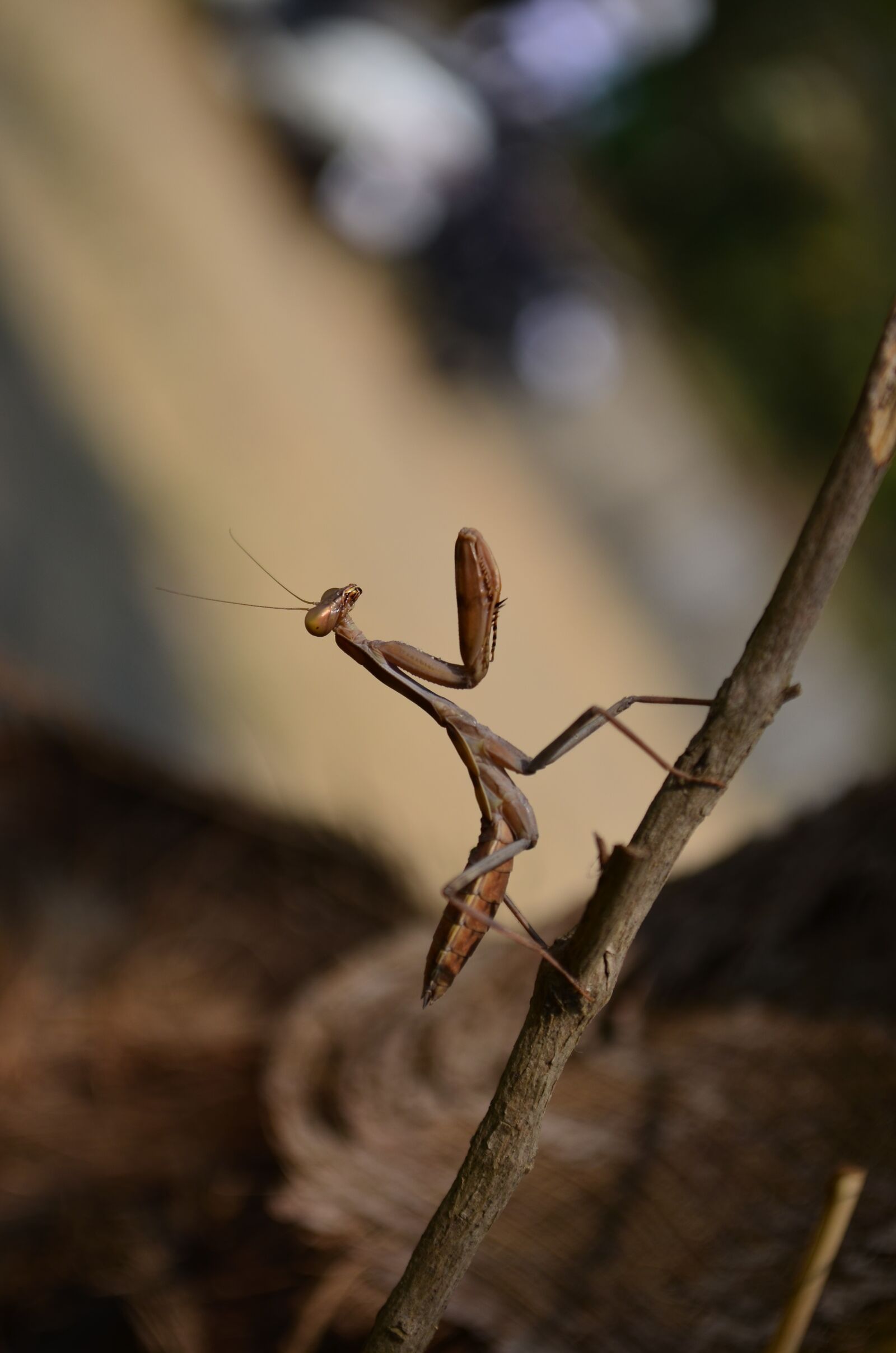 Nikon D5100 sample photo. Praying, mantis, insect photography