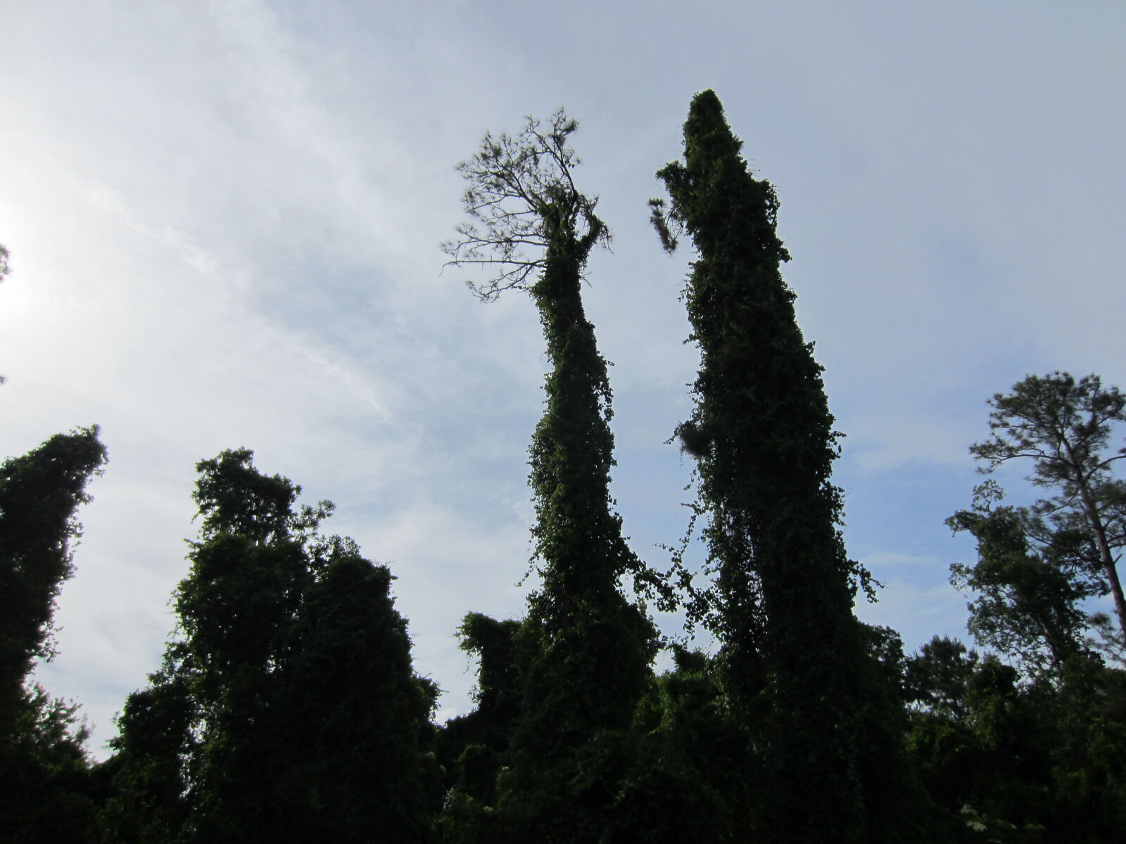 Canon PowerShot ELPH 300 HS (IXUS 220 HS / IXY 410F) sample photo. Albero, blu, blue, celo photography