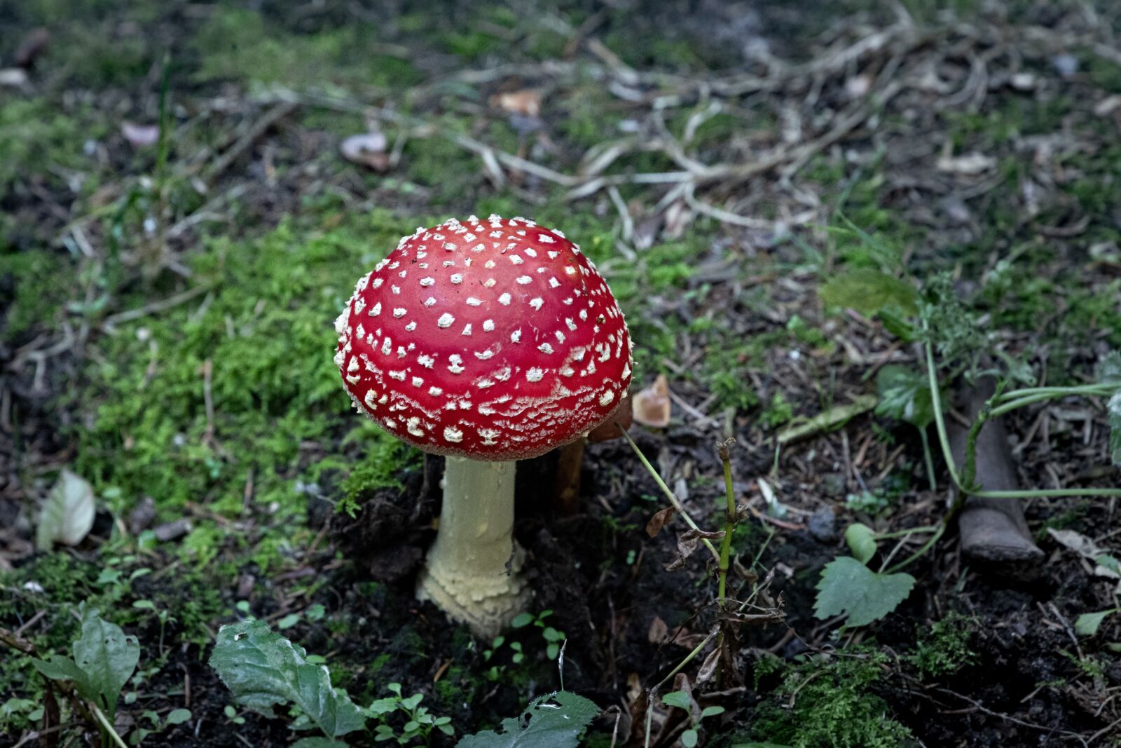 Canon EOS 6D Mark II sample photo. Mushroom, fly agaric, forest photography