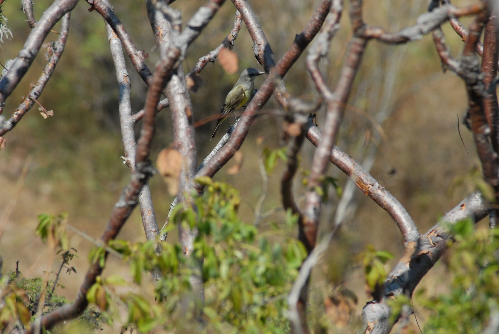 Nikon D200 sample photo. Ave, fauna, bird photography