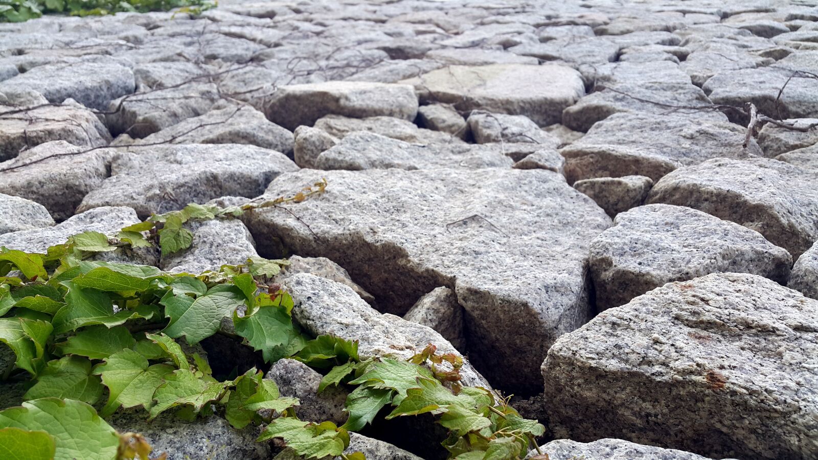 Samsung Galaxy Note4 sample photo. Stone will, ivy, nature photography