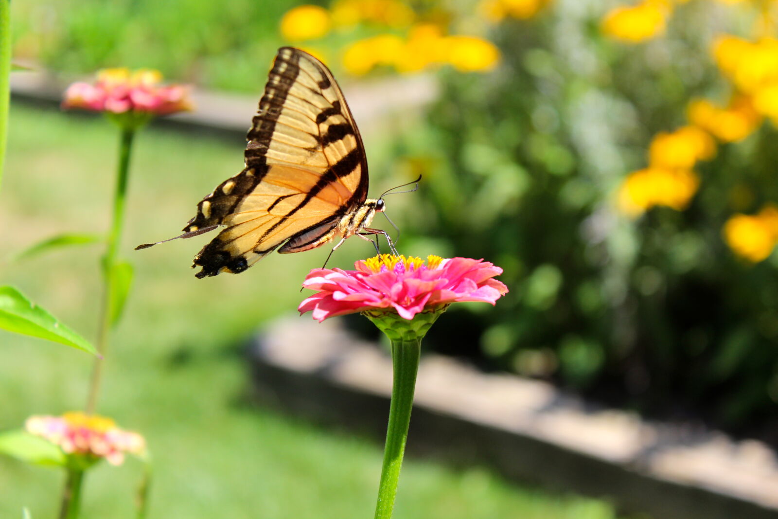 Canon EOS 1200D (EOS Rebel T5 / EOS Kiss X70 / EOS Hi) sample photo. Butterfly, butterfly, on, a photography