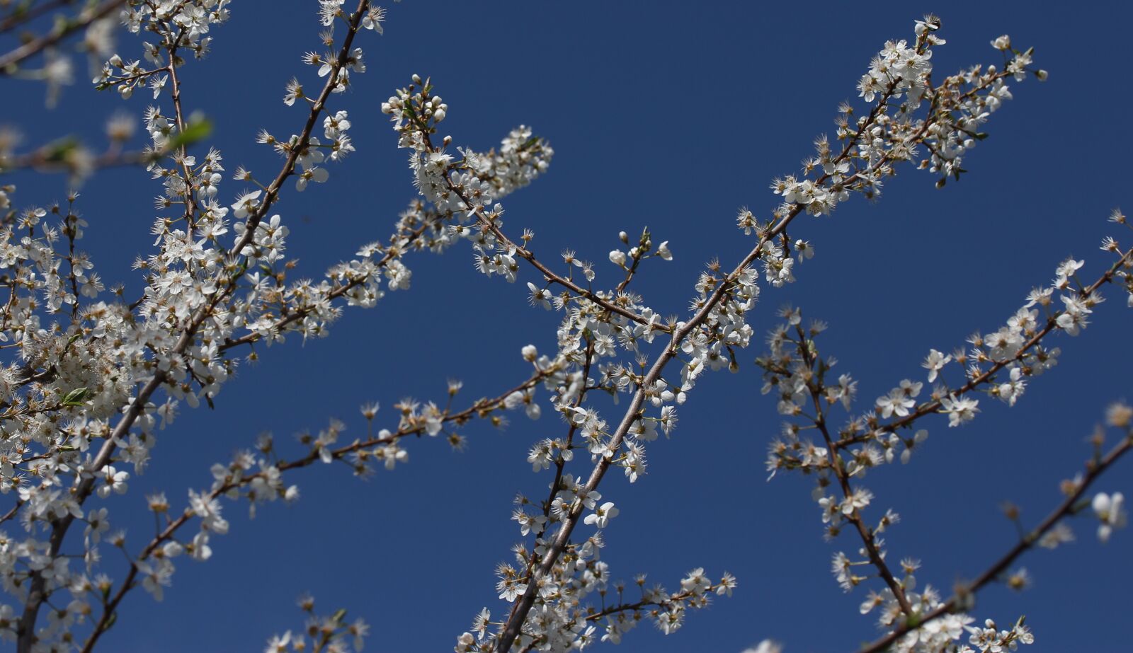 Canon EF-S 60mm F2.8 Macro USM sample photo. Flowers, casey, white photography