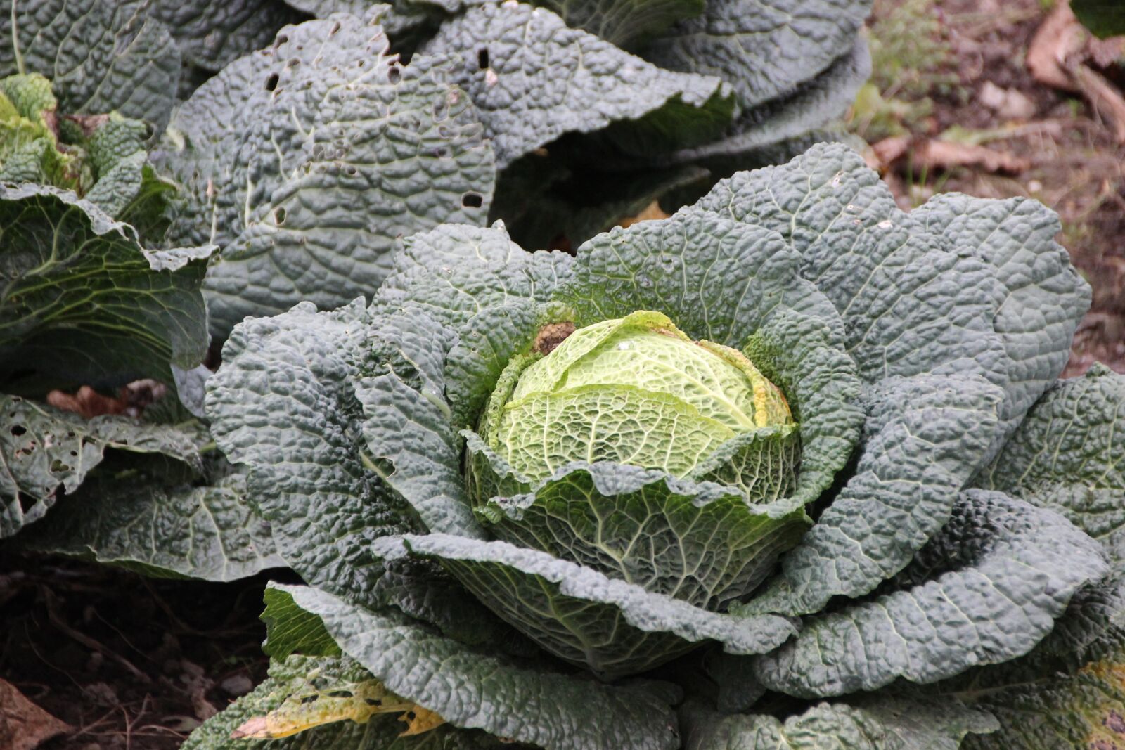 Canon EOS 600D (Rebel EOS T3i / EOS Kiss X5) sample photo. Savoy, kohl, savoy cabbage photography
