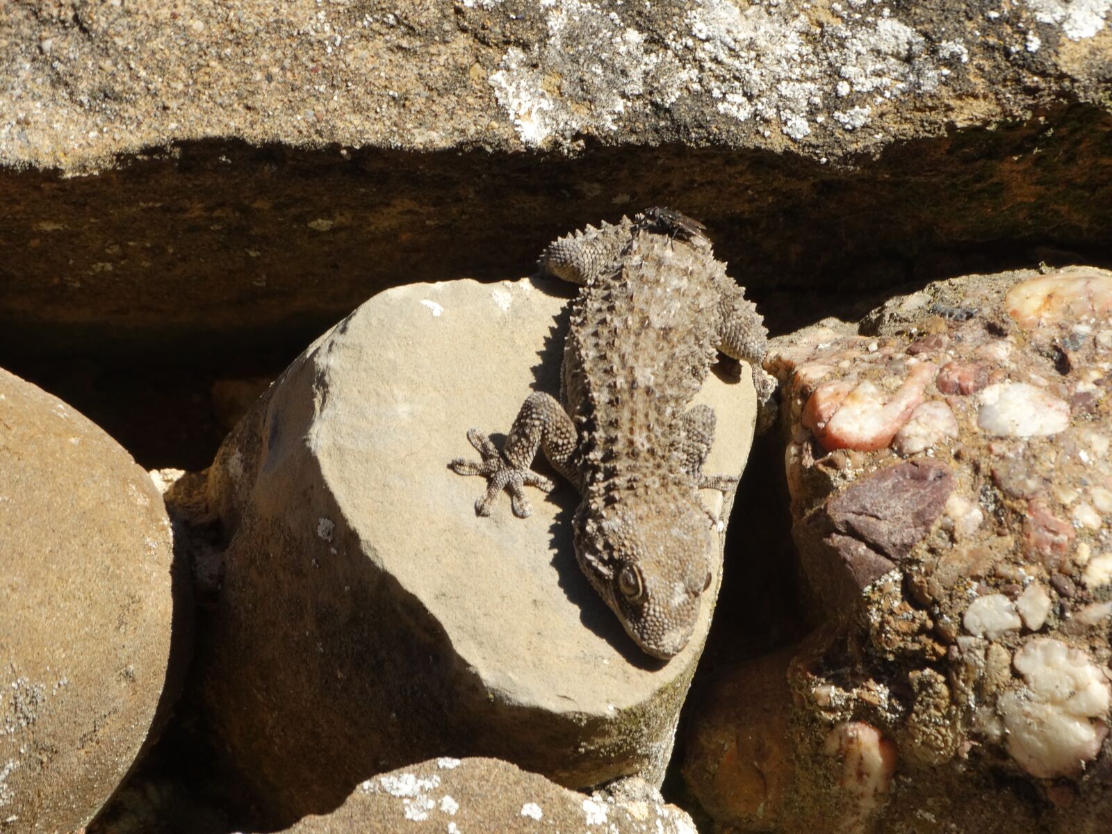 Sony Cyber-shot DSC-HX300 sample photo. Lizard, sun, salamander photography