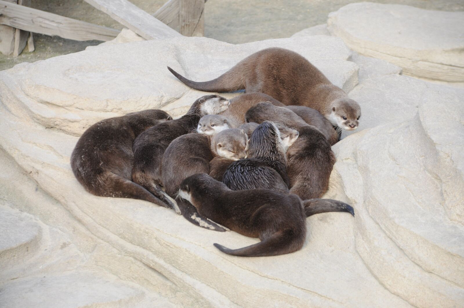 Nikon D5000 sample photo. Animal, mammal, nature photography