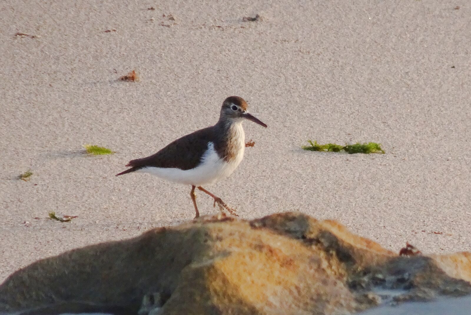 Sony Cyber-shot DSC-HX90V sample photo. Bird, sandpiper, common sandpiper photography
