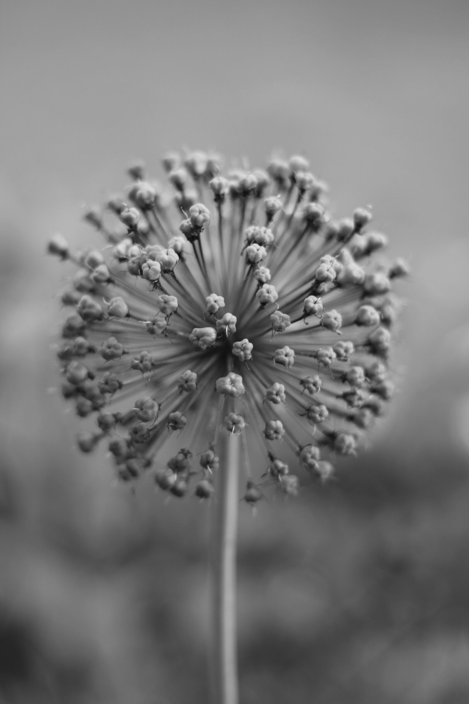 Canon EOS 700D (EOS Rebel T5i / EOS Kiss X7i) + Canon EF 50mm F1.8 STM sample photo. Ornamental onion, monochrome, black photography