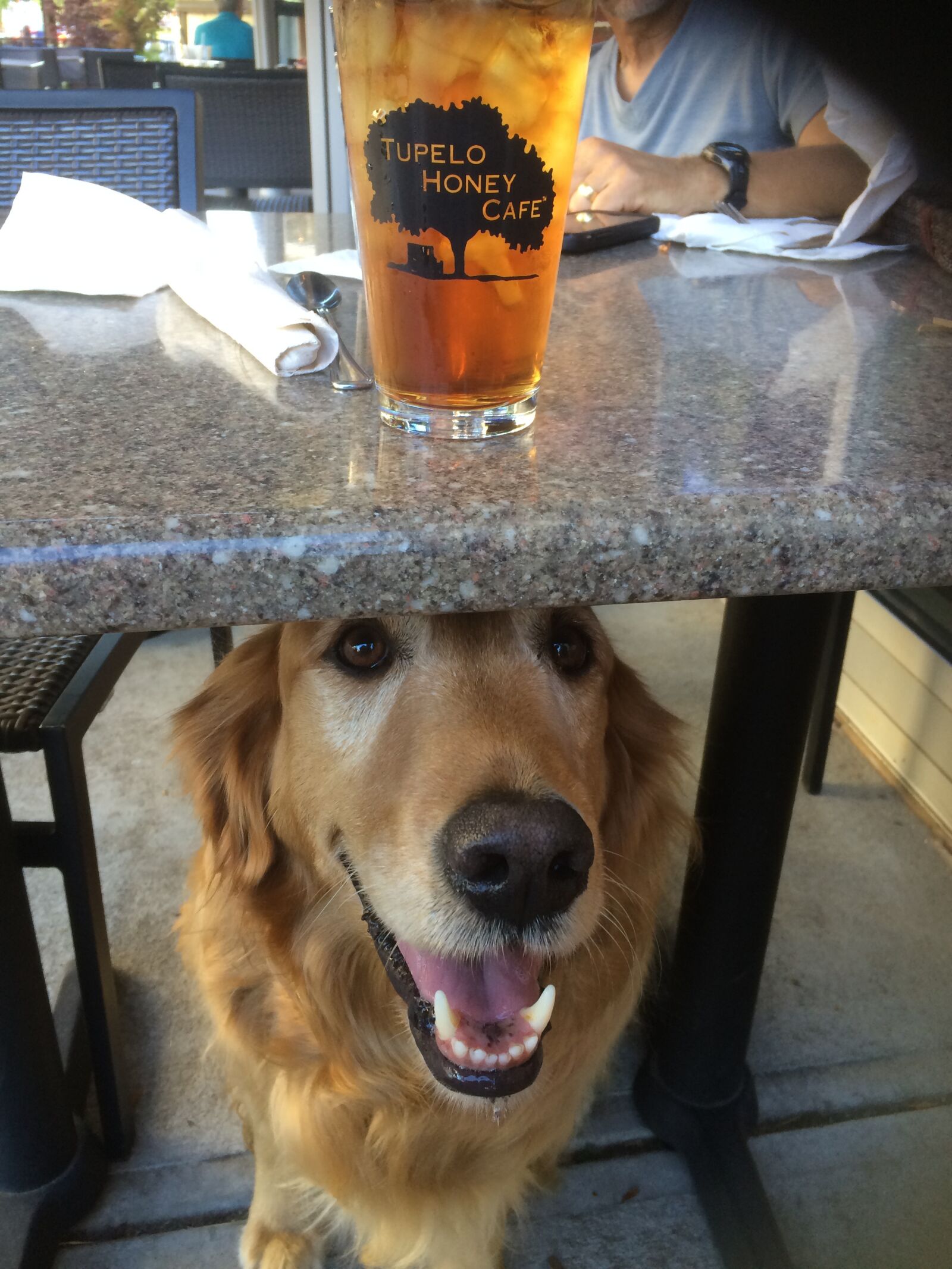 iPhone 5s back camera 4.15mm f/2.2 sample photo. Restaurant, dog, golden retriever photography