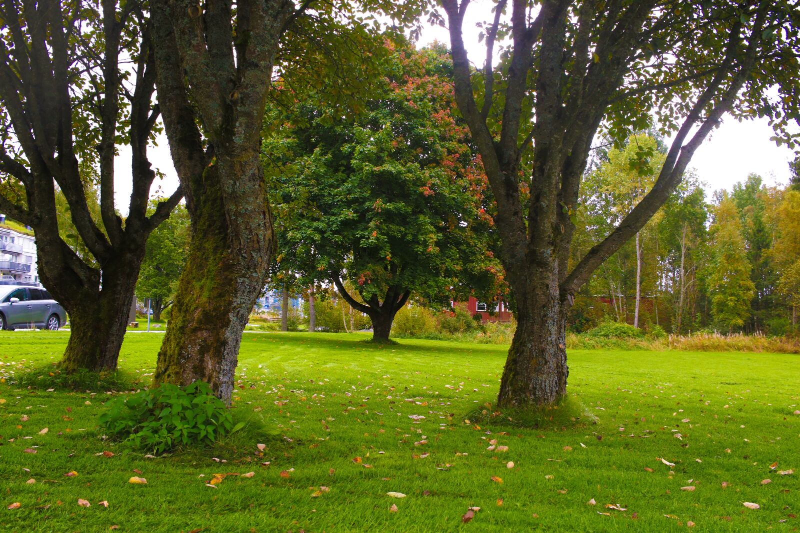 Canon EOS 7D Mark II sample photo. Trees, landscape, autumn photography