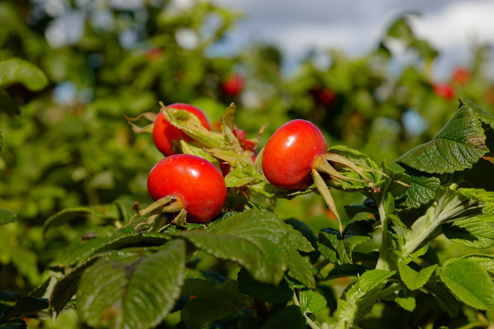 Leica CL + Vario-Elmar TL 1:3.5-5.6 / 18-56 ASPH. sample photo. Rose hip, plant, fruit photography