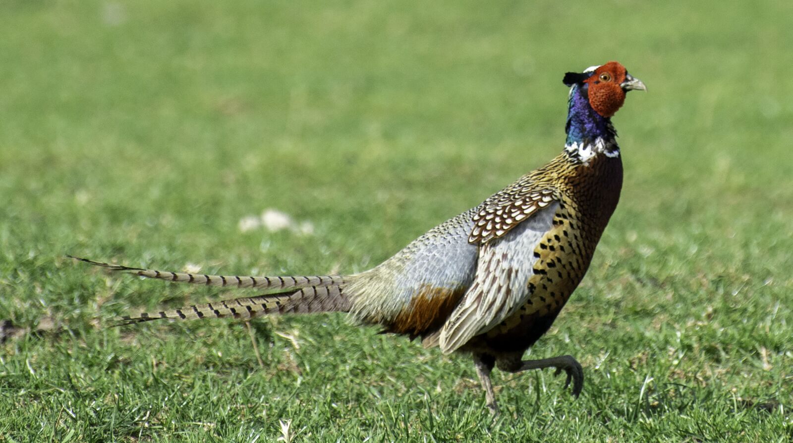 Nikon D7100 sample photo. Pheasant, bird, plumage photography