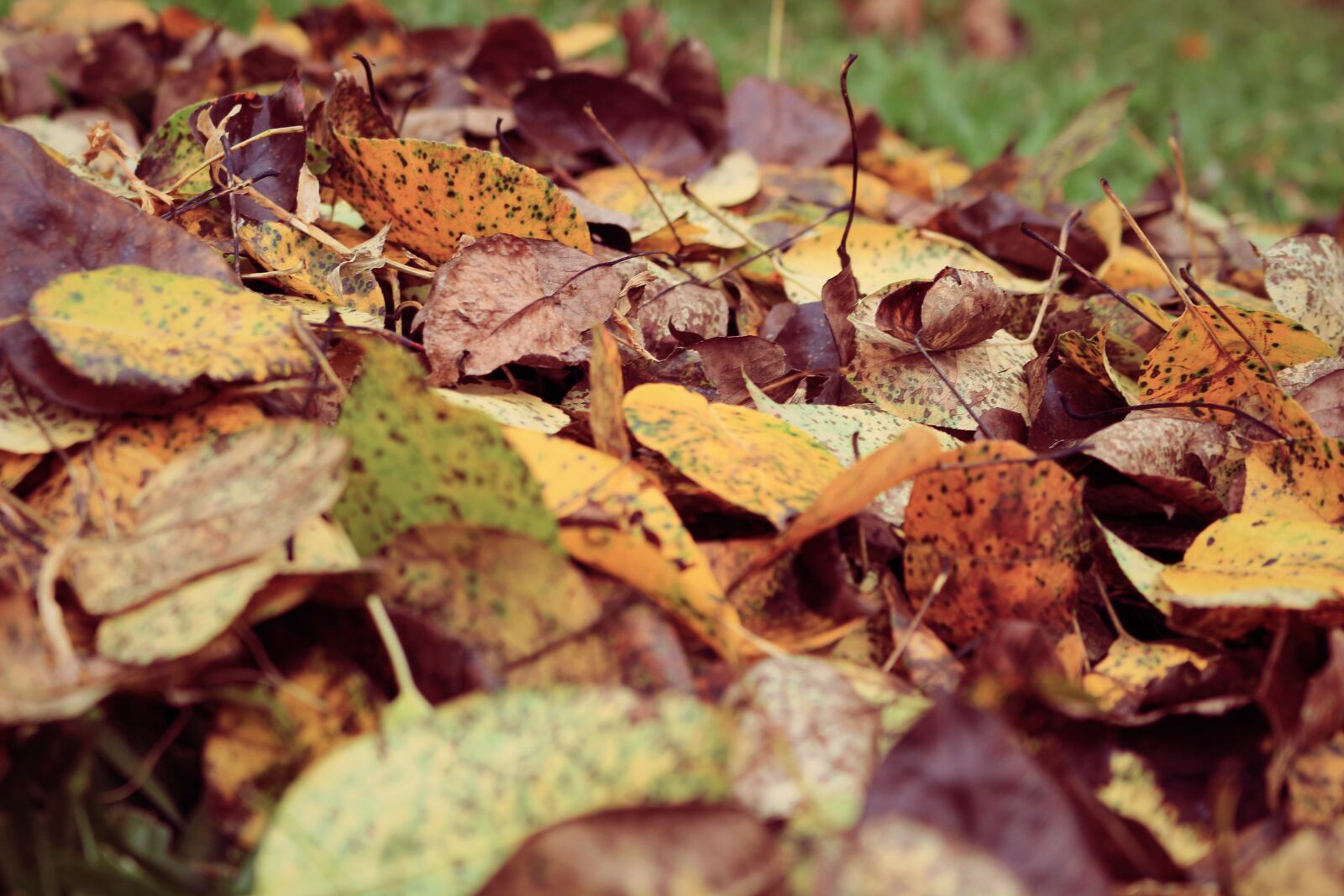 Canon EOS 100D (EOS Rebel SL1 / EOS Kiss X7) sample photo. Blur, close-up, colors photography