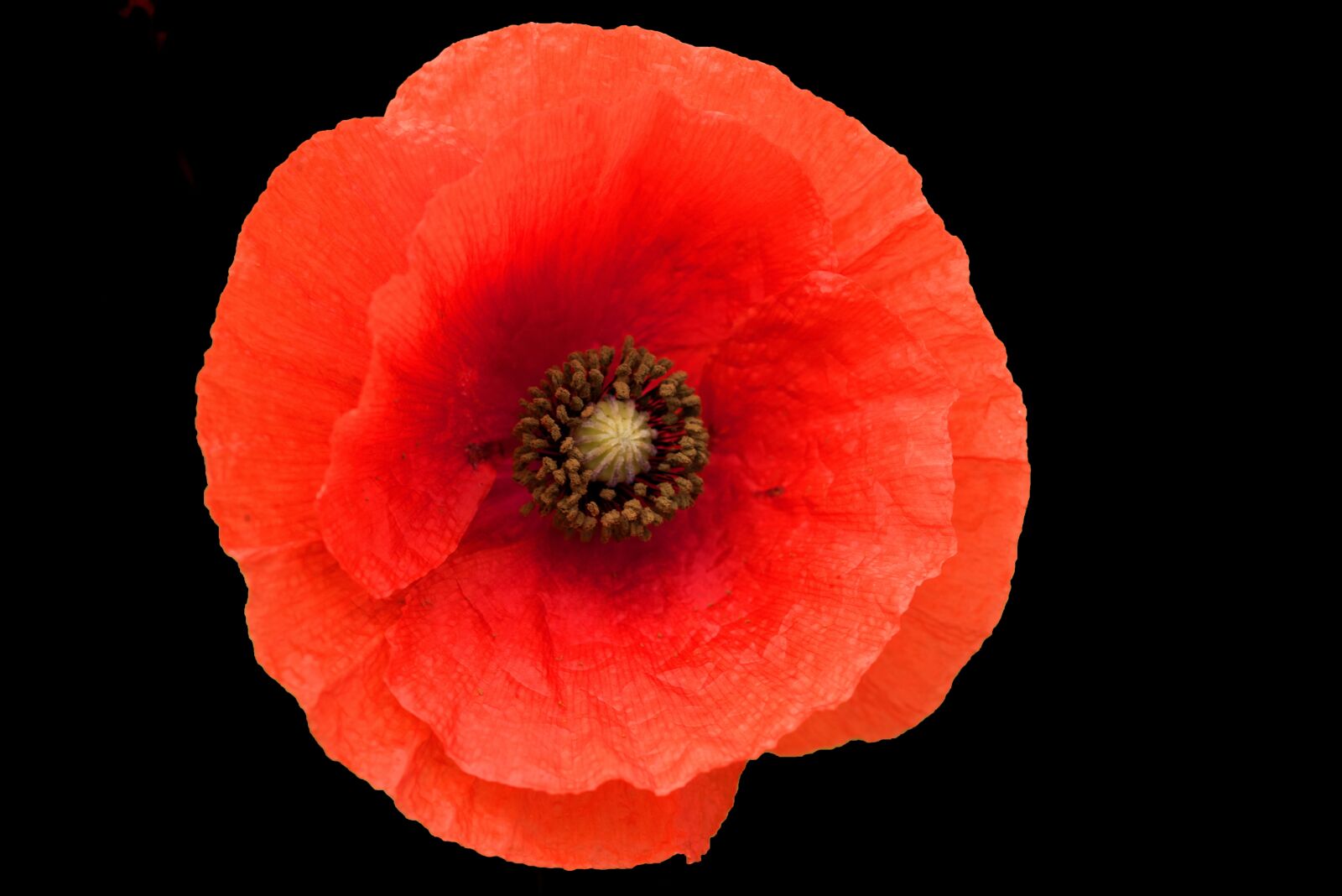 Nikon D810 sample photo. Poppy, flower, summer photography