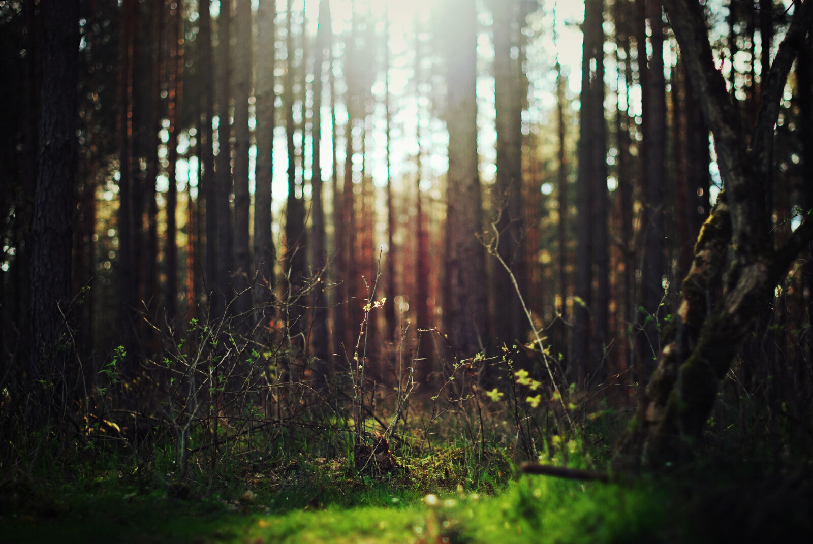 Nikon D60 sample photo. Bush, closeup, forest, light photography