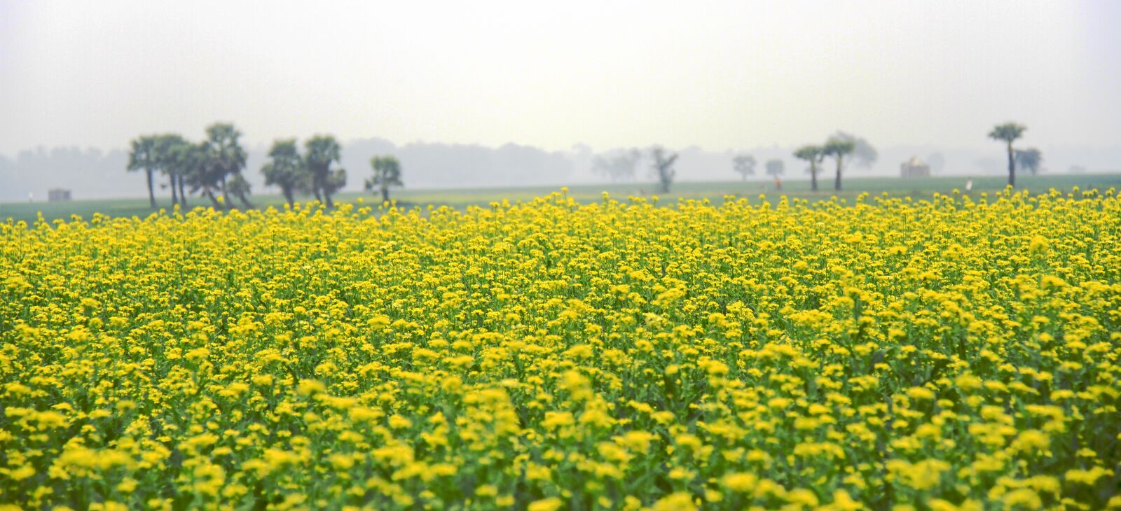 Canon EOS 7D sample photo. Mustard, field, yellow photography