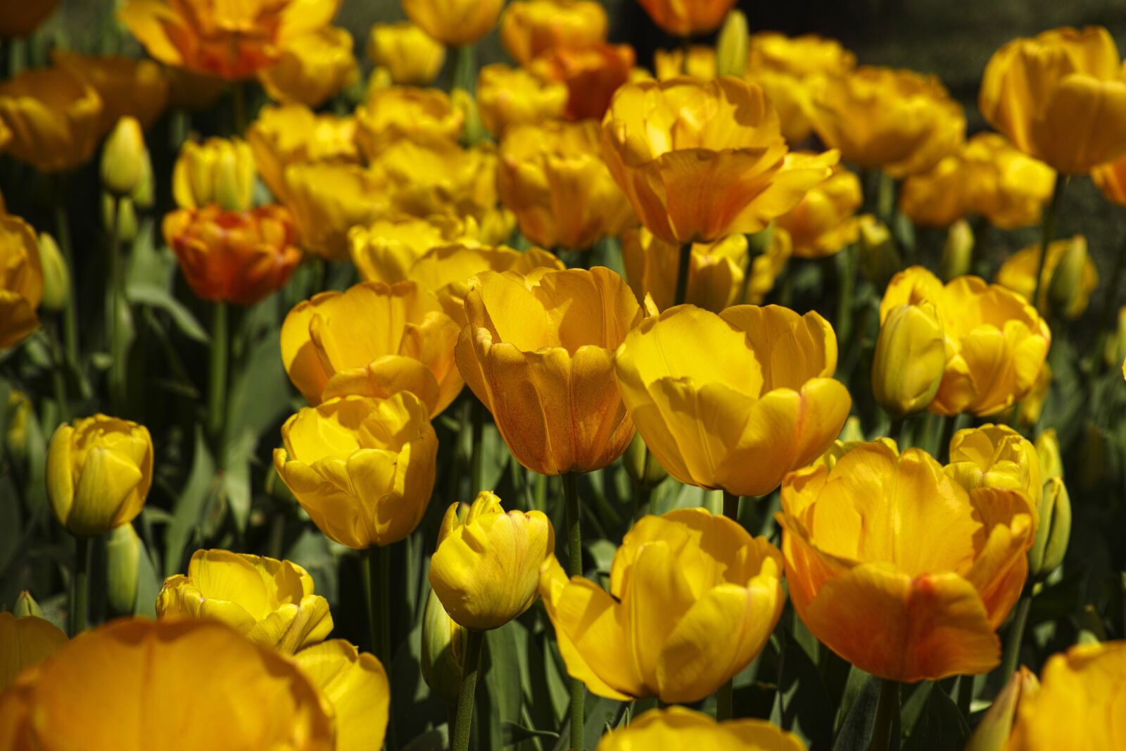 Sigma DP3 Merrill sample photo. Tulips, flower, detail photography