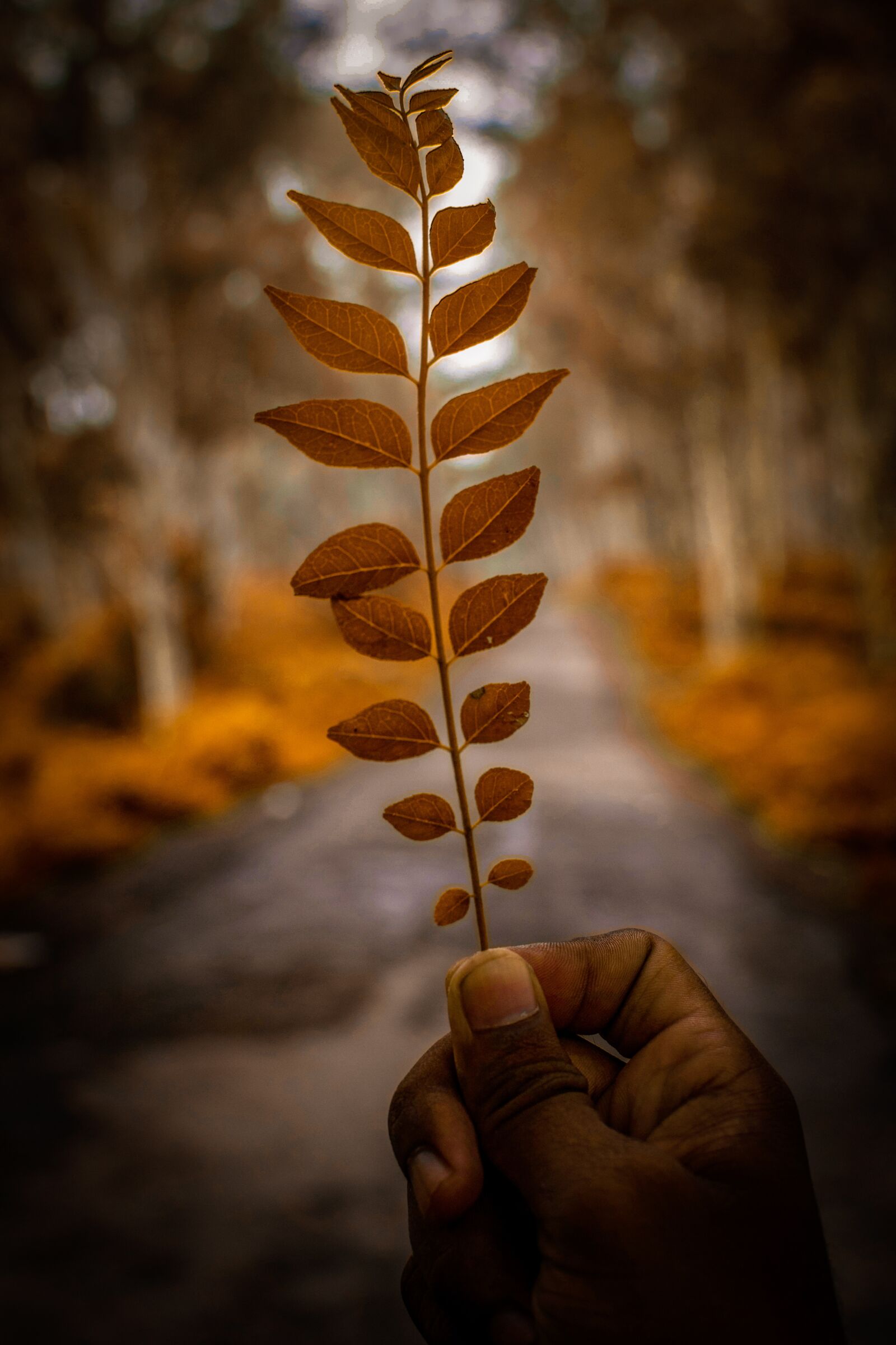 Nikon D3300 sample photo. Leaves, man, hand photography