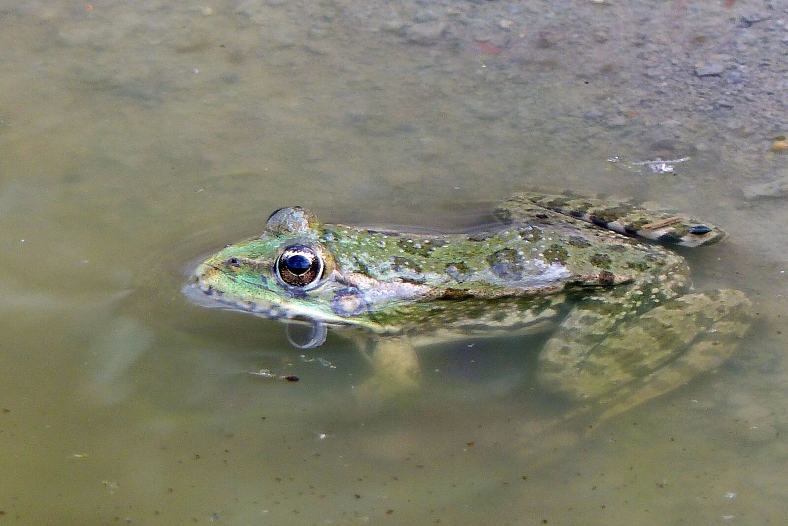 Panasonic Lumix DMC-FZ200 sample photo. Frog, amphibian, eye photography