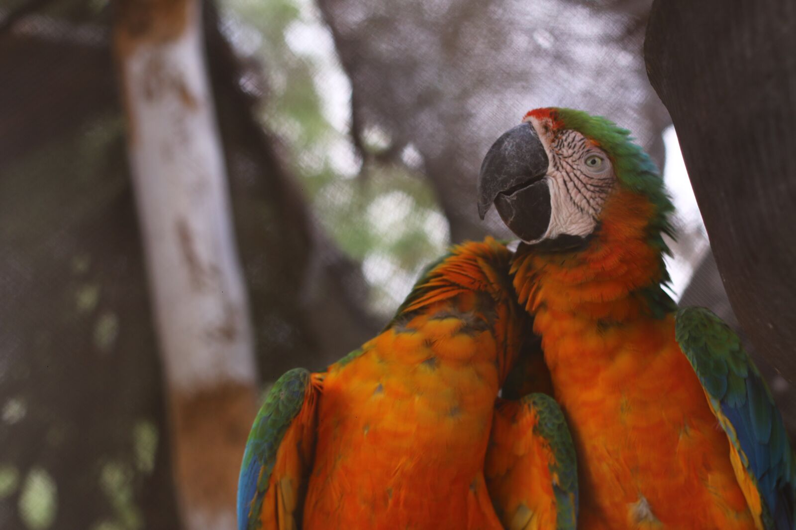 Canon EOS 70D + Canon EF 50mm F1.8 II sample photo. Parrot, animals, loro photography