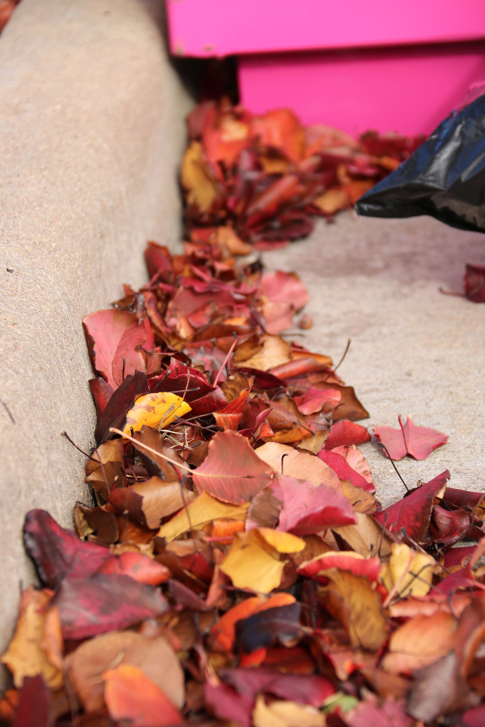 Canon EOS 750D (EOS Rebel T6i / EOS Kiss X8i) sample photo. Leaves, fall, leaf photography